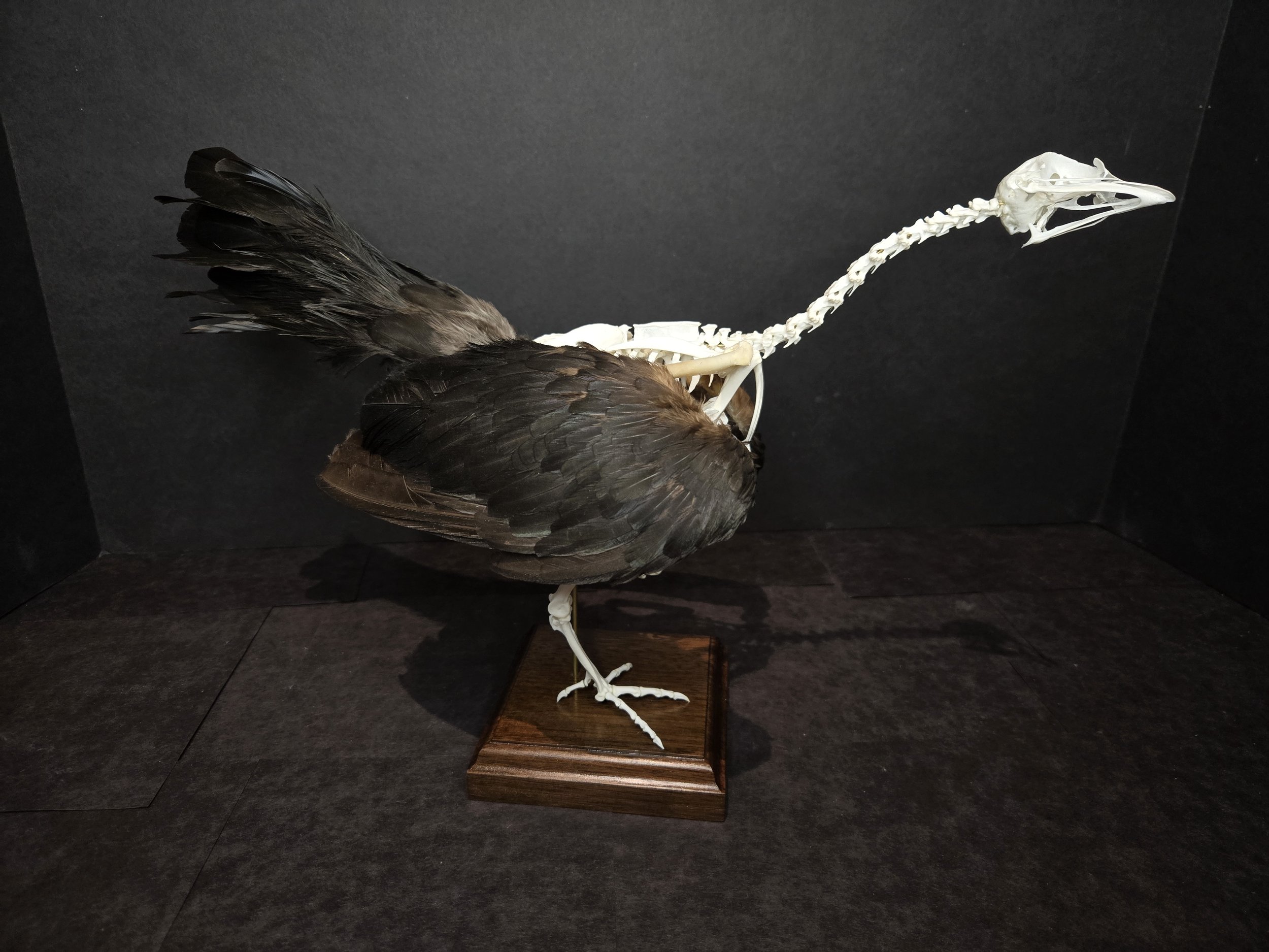 Curious chicken articulation