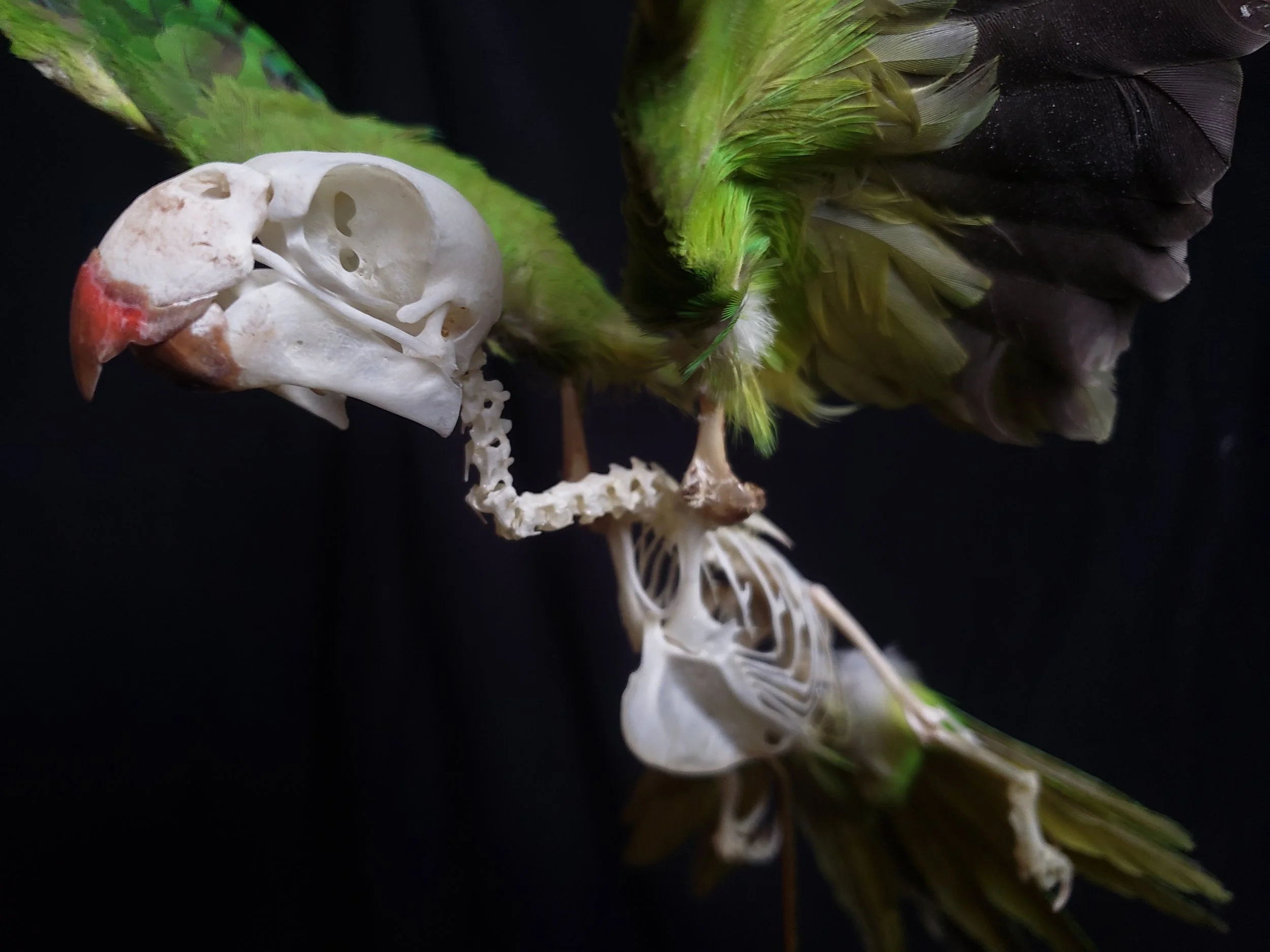 Monk Parakeet skeleton with feathers