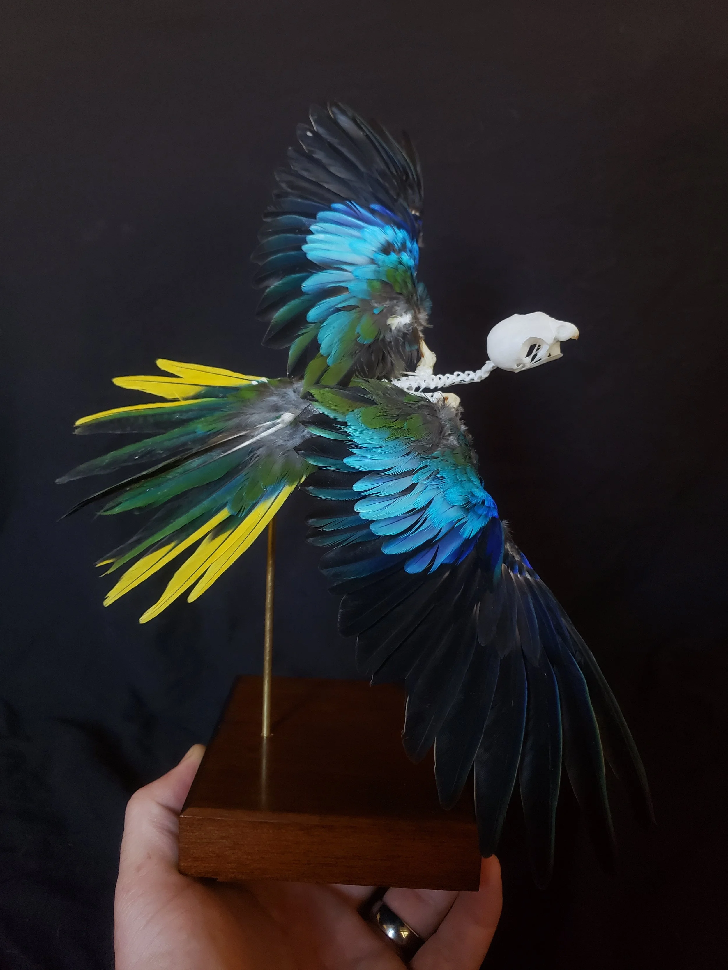 Scarlet-breasted Parakeet articulation in flight
