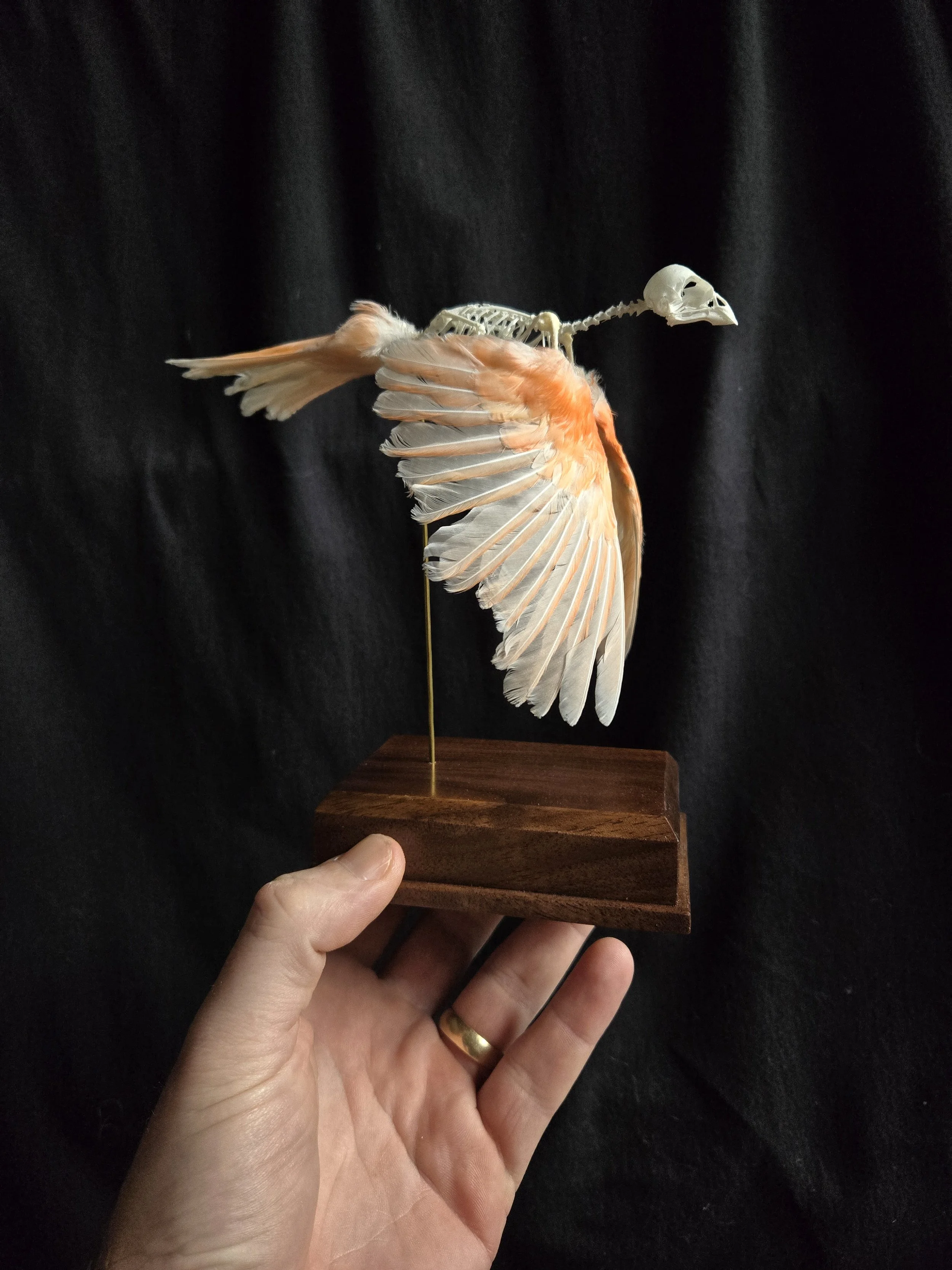 Canary articulation in flight