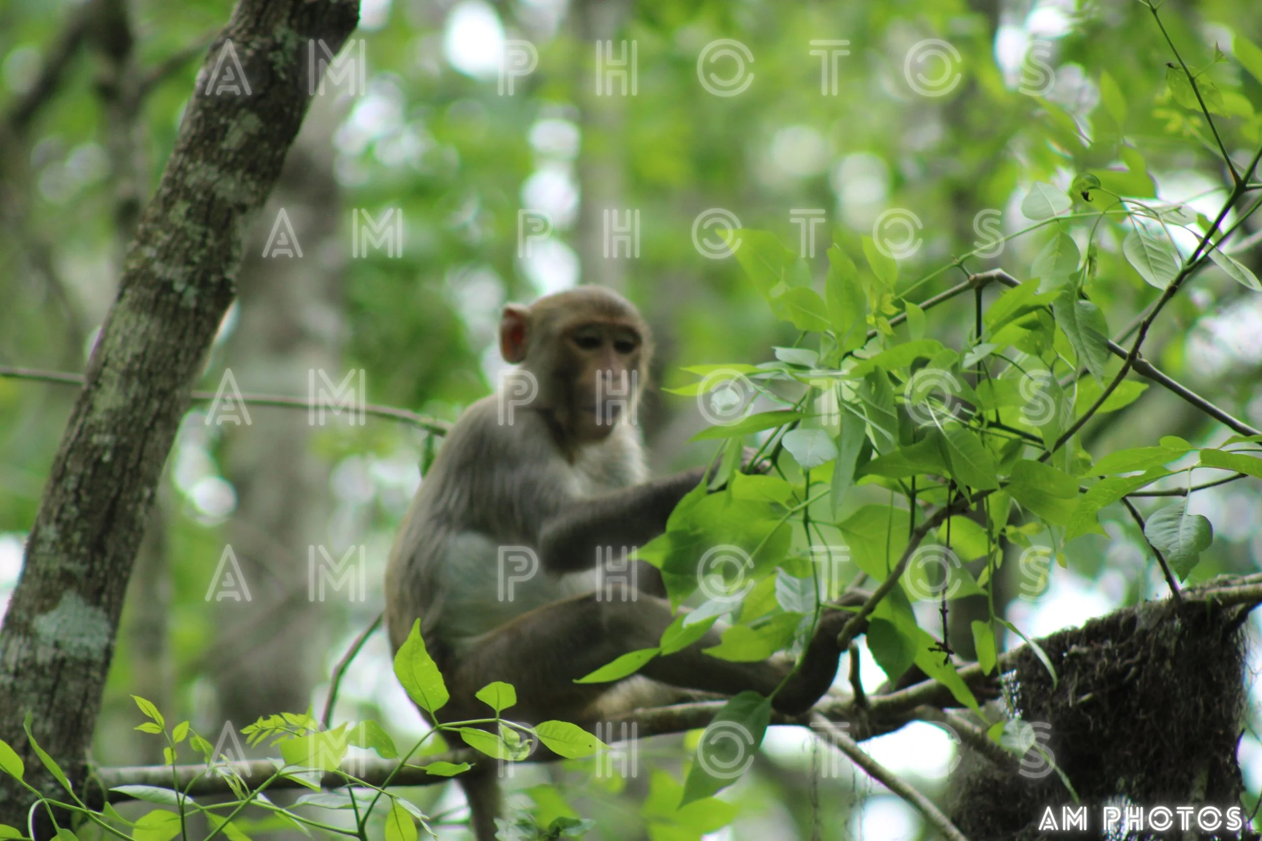 Monkey See, Monkey Do