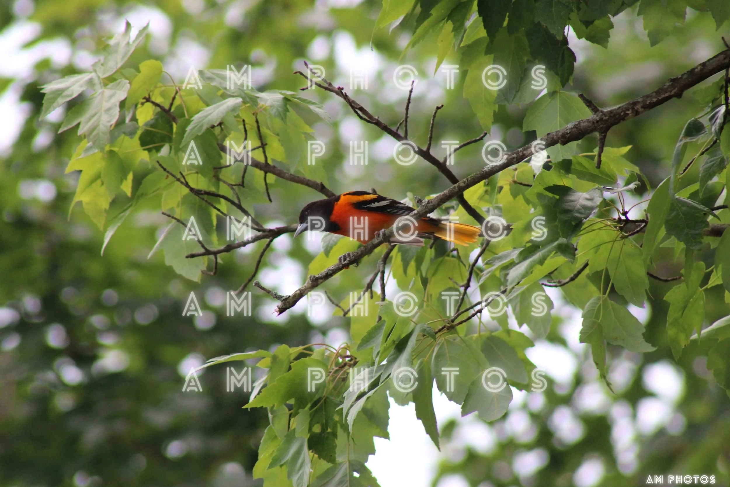 Oriole Bird