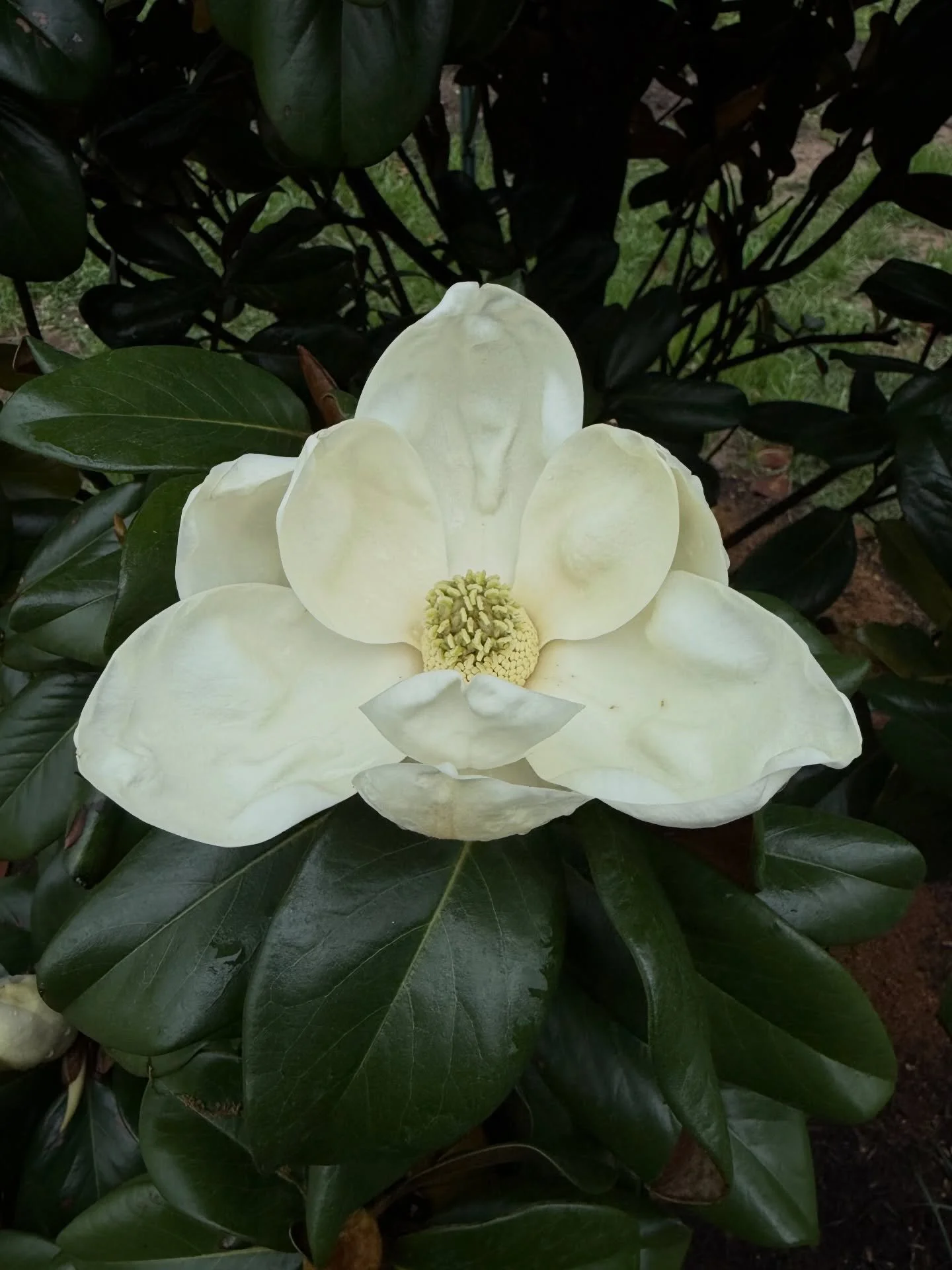 The magnolias are in bloom for their first spring and the Orange Magnolia grounds are loving it! Part of the transformation of the property included adding trees, landscaping by @austinplantsupply and fountains to make it a serene haven when you arri