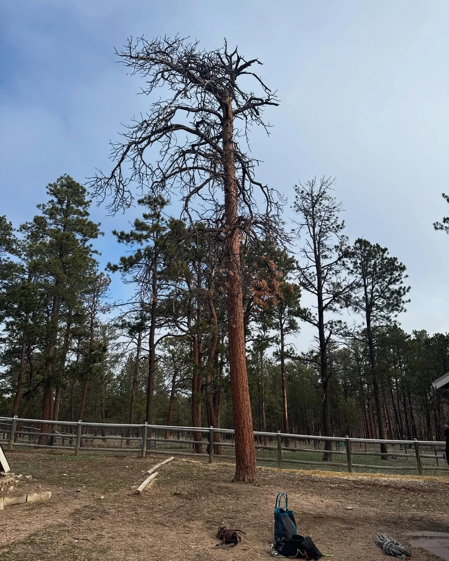 Taking down another beetle kill hazard! 🌲➡️🔥 These dead trees are prime fuel for wildfires. We specialize in removing beetle kill to create defensible space and protect your property. Don&rsquo;t wait until it&rsquo;s too late &ndash; mitigate your