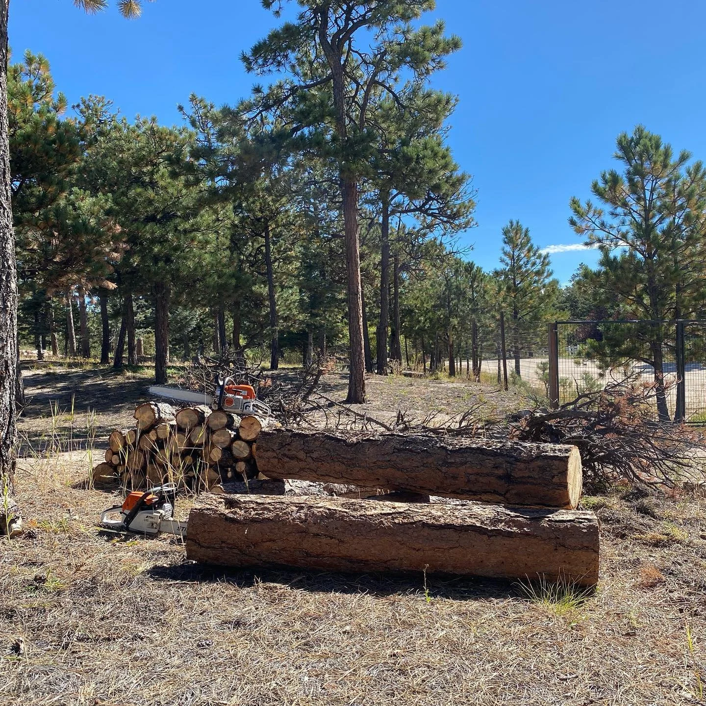 A few different jobs ranging from trimming to removals