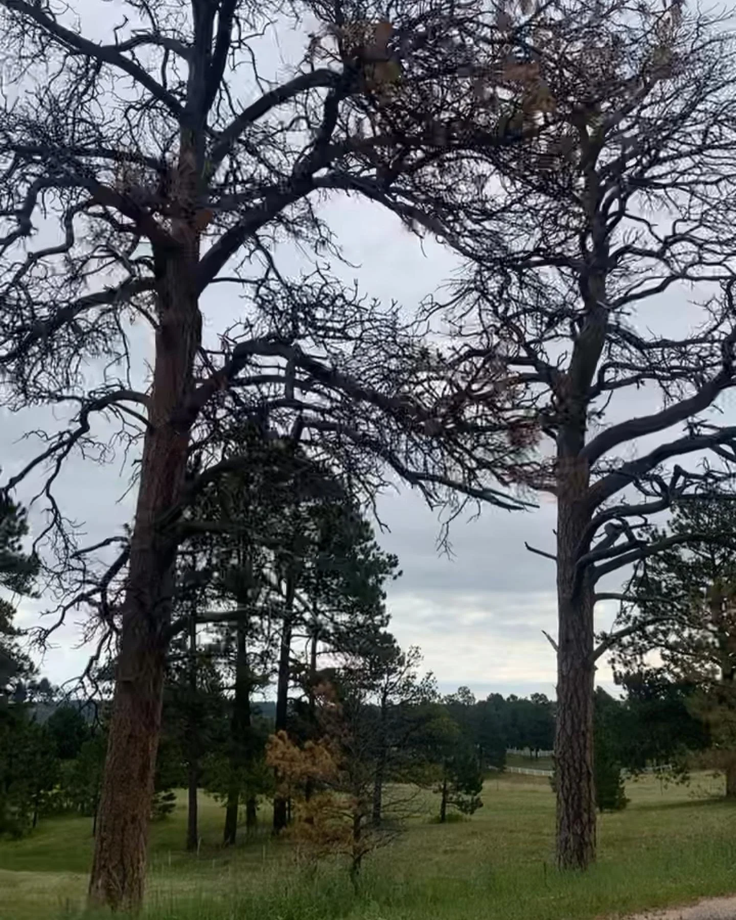 A couple tree removals due to the unforgiving pine beetle