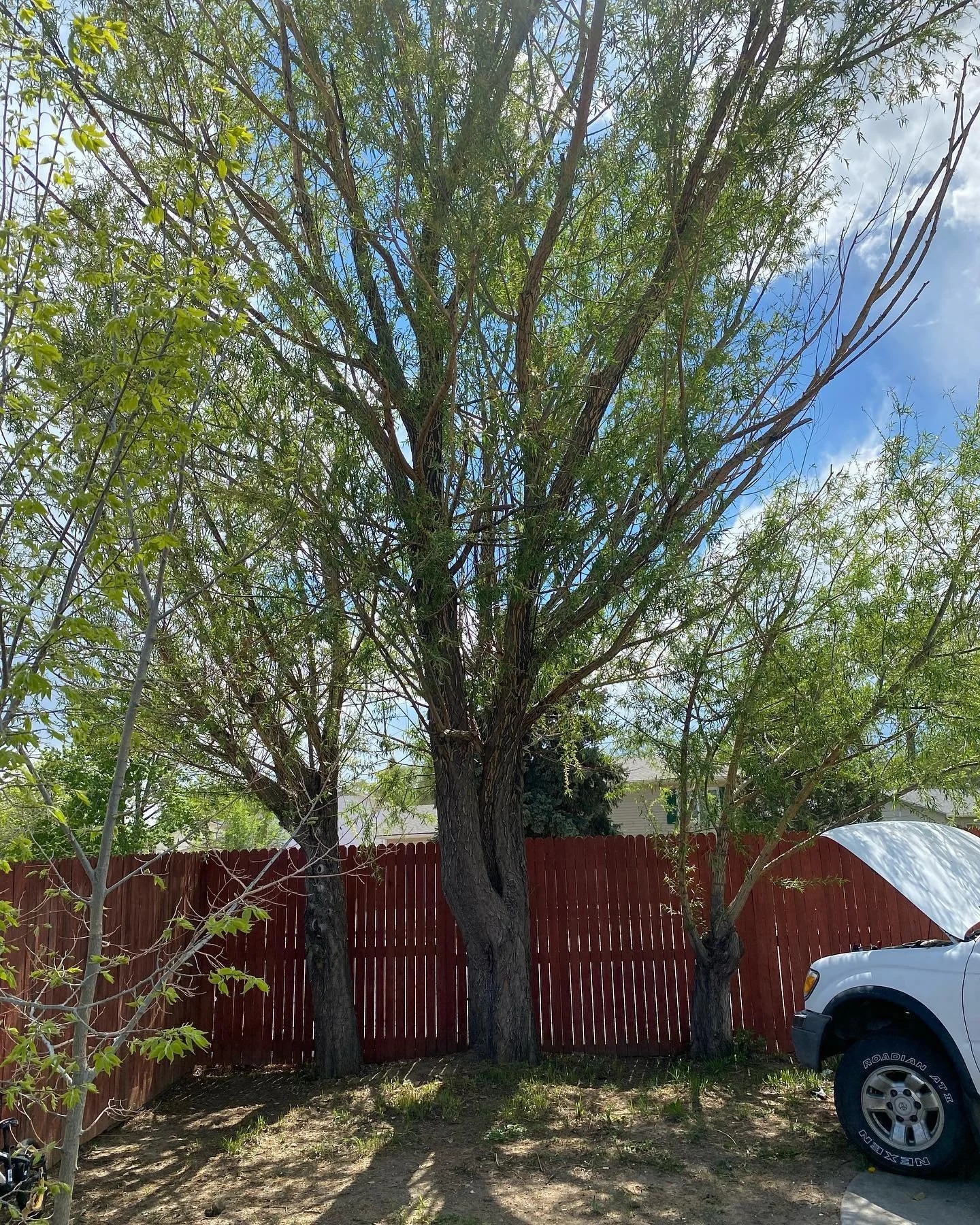 Before and after of a small job in Colorado Springs.
Tree removal and stump removal