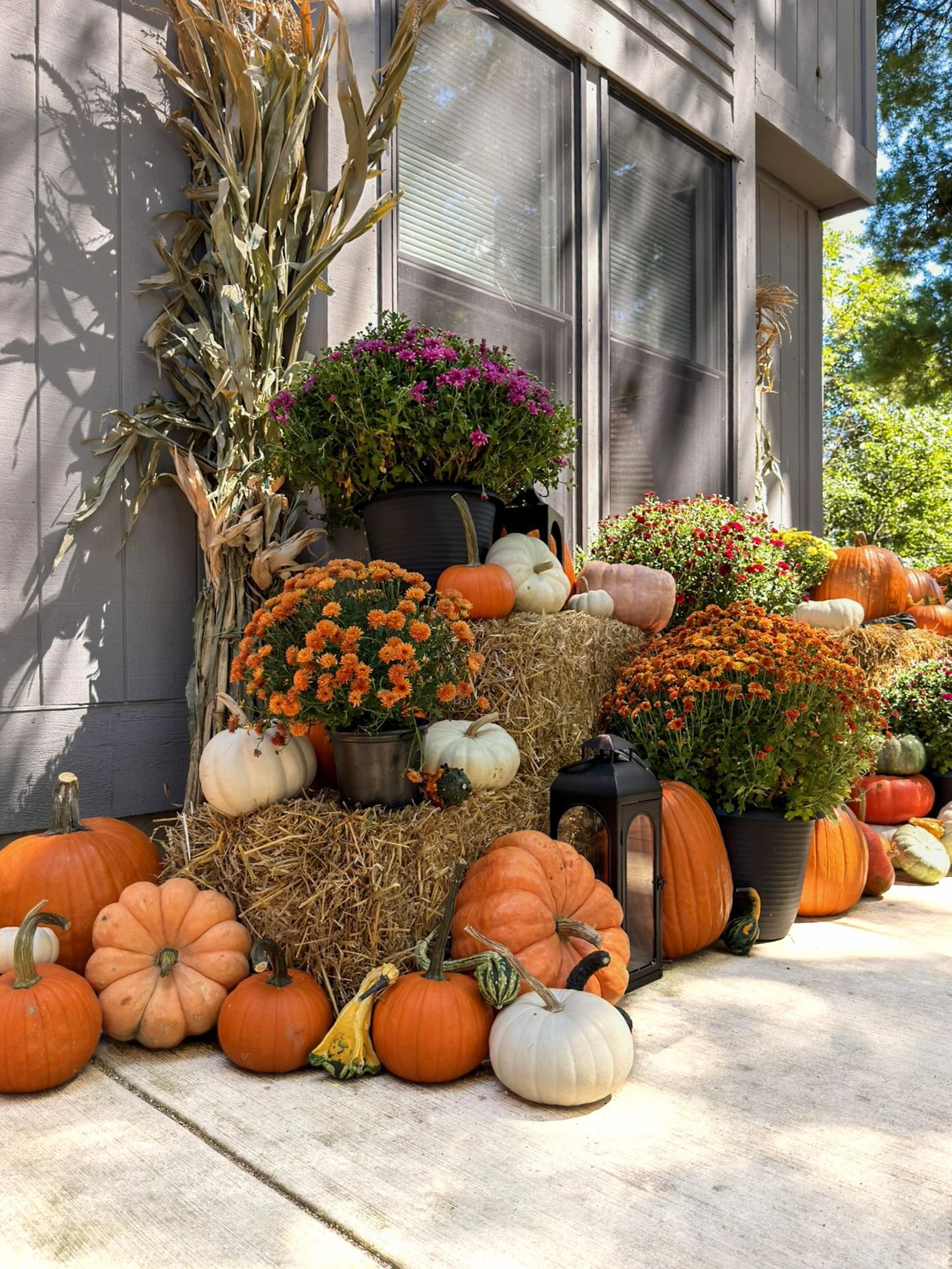 Corn stalks with purple and orange mums, hay bales, lanterns and mixed heirloom pumpkins