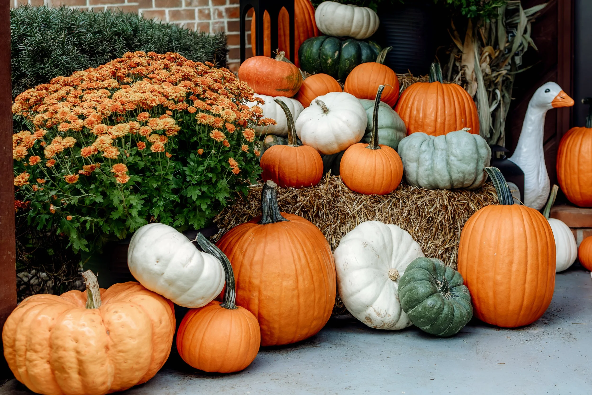 Detail of orange mums and stacked white, green and orange pumpkins on a hay bale beside corn stalks