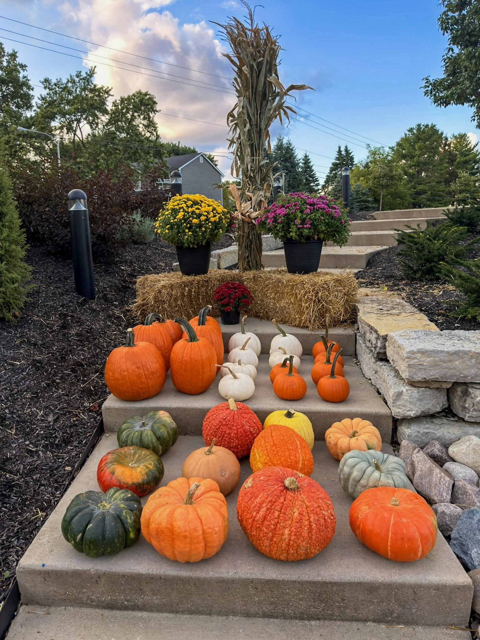 Classic fall porch styling with corn stalks, mums and rows of orange and heirloom pumpkins on steps