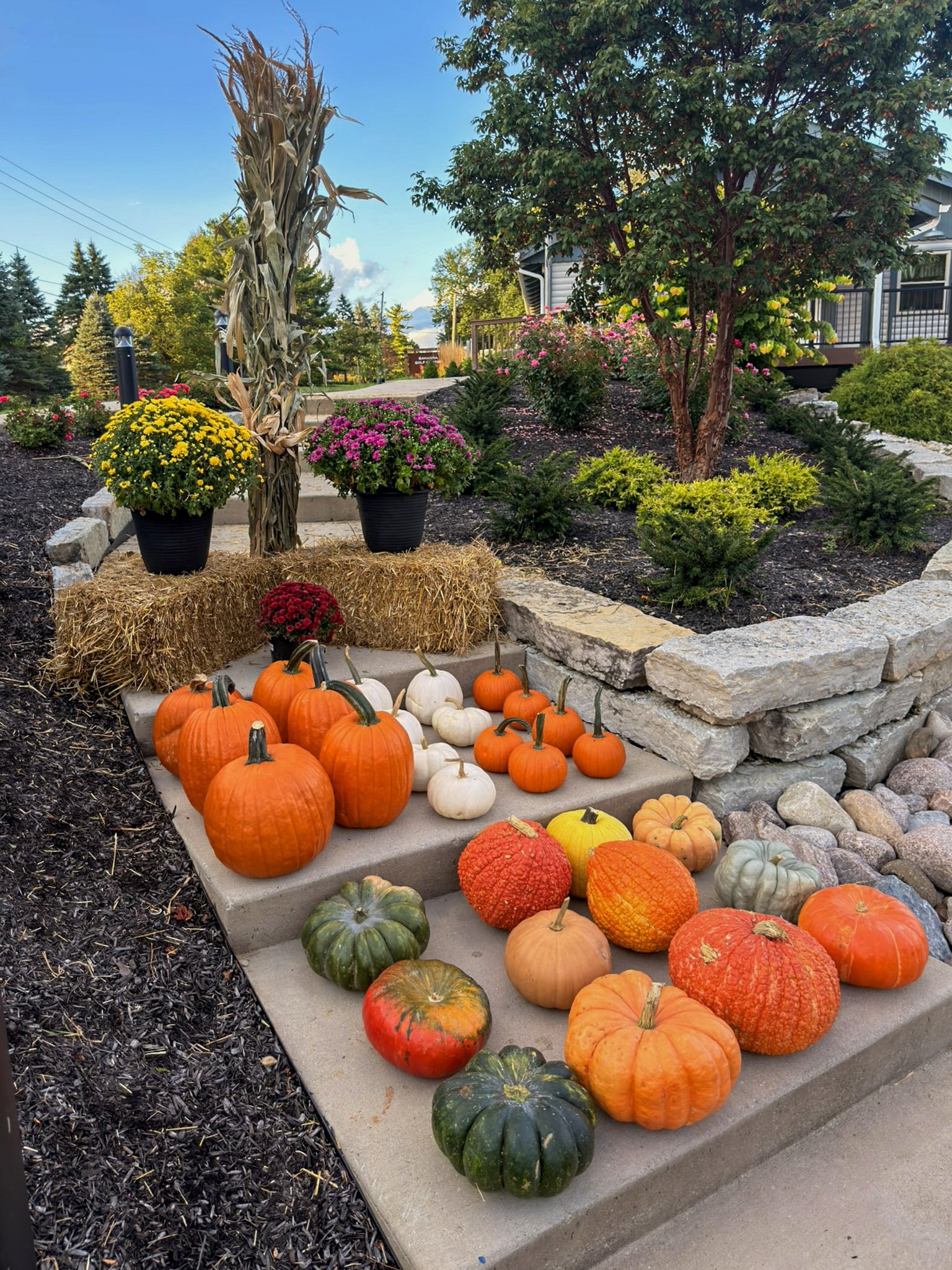 Corn stalks and a hay bale topped with mums above rows of pumpkins on stone front steps