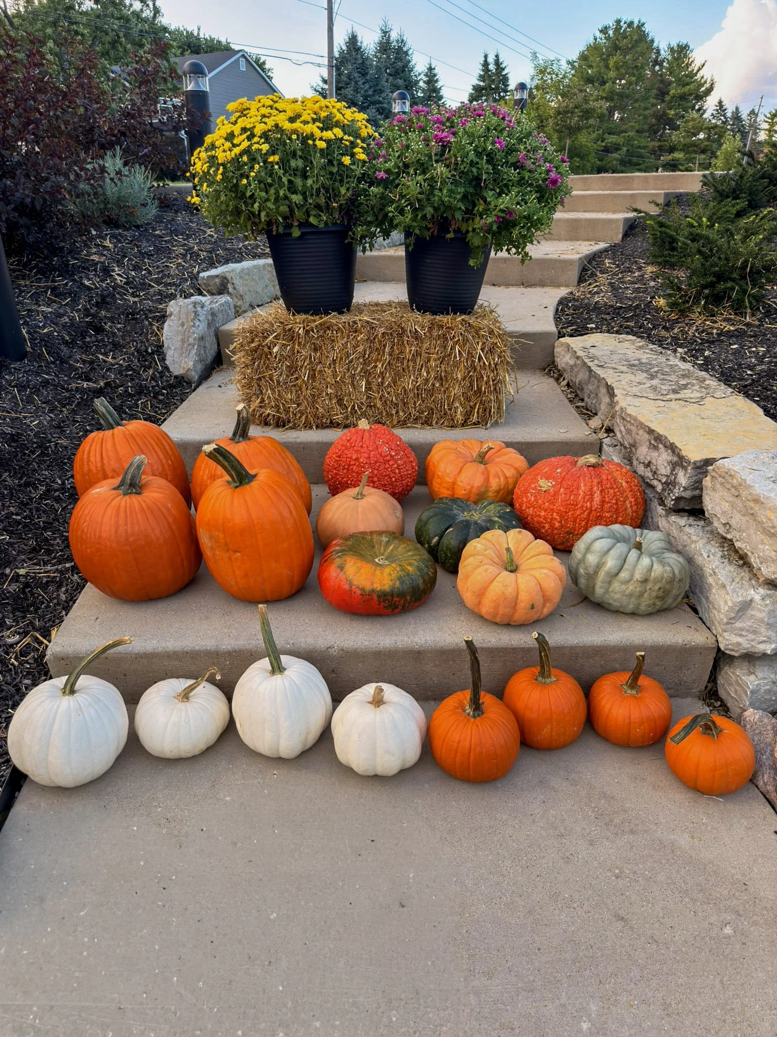 Yellow mums on a hay bale above rows of orange, white and green pumpkins on concrete front steps