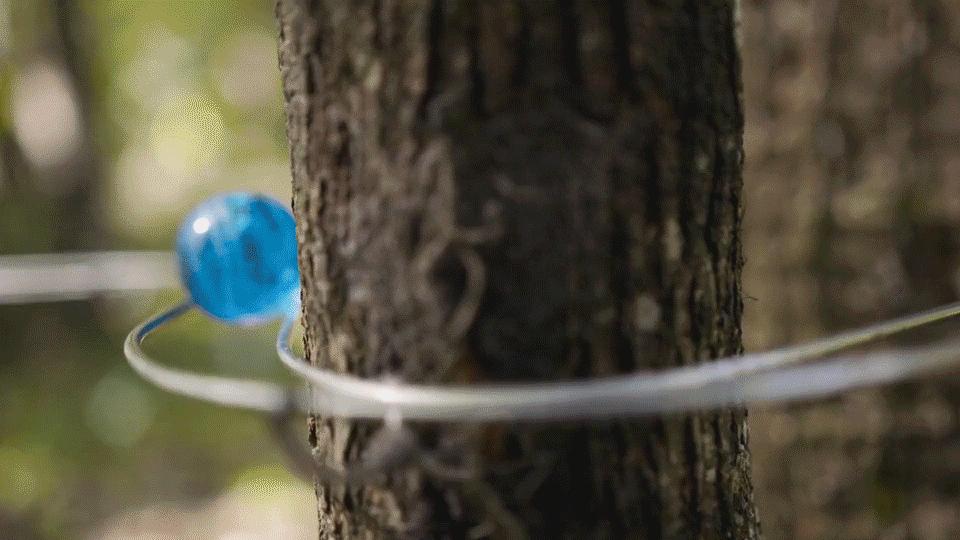 The University of Florida