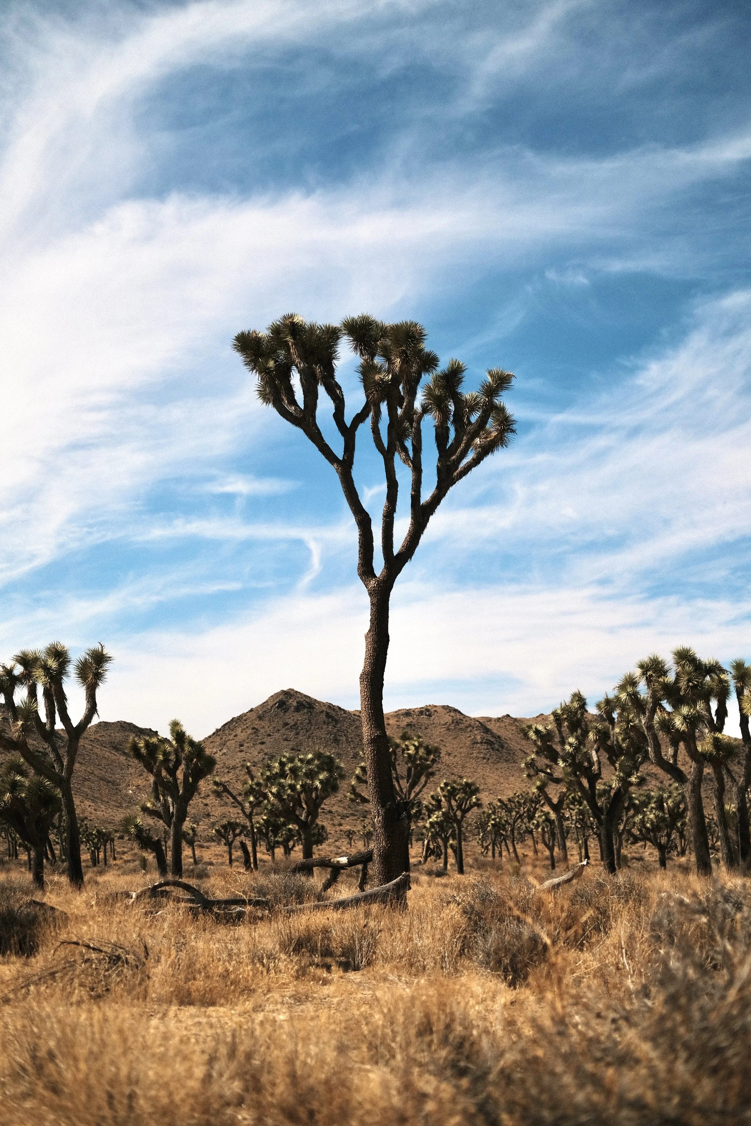 joshua tree