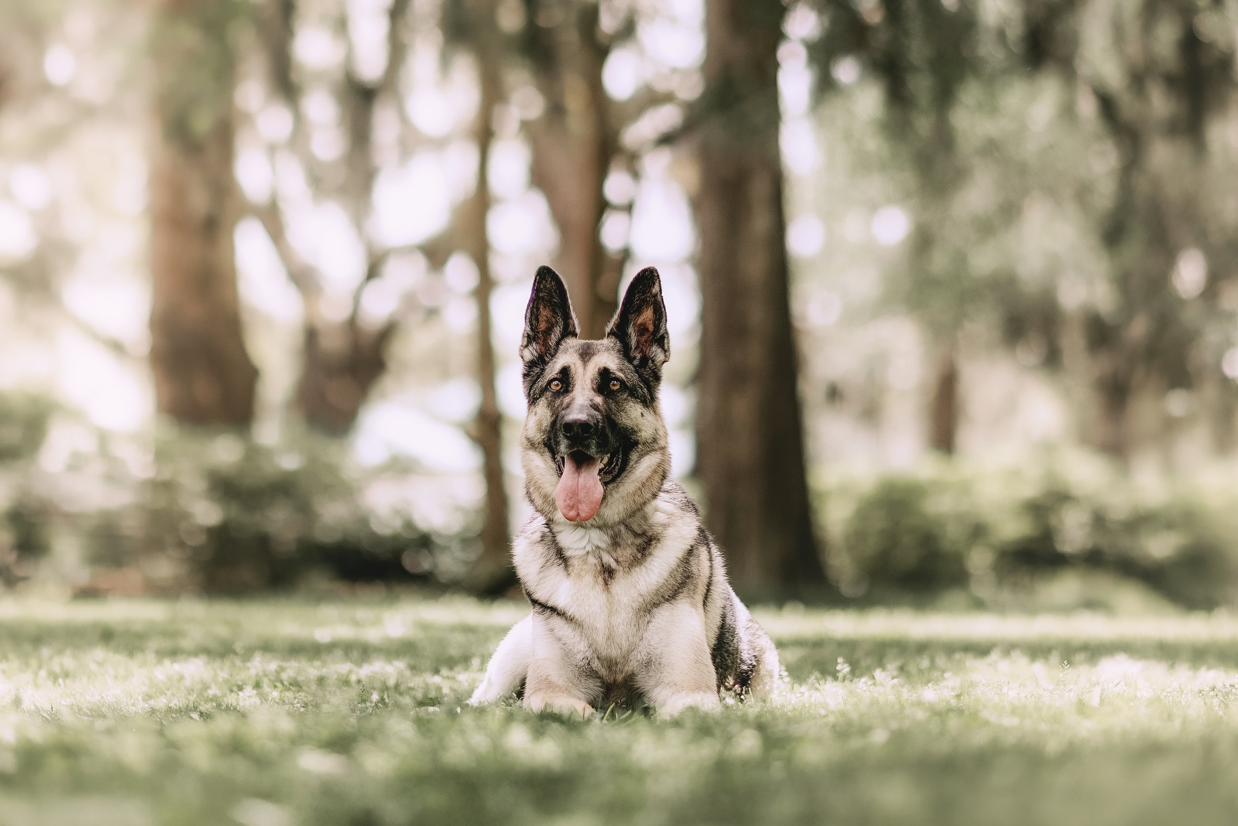 A happy Siberian Husky dog with its tongue out, sitting on the grass in a park with trees in the background.