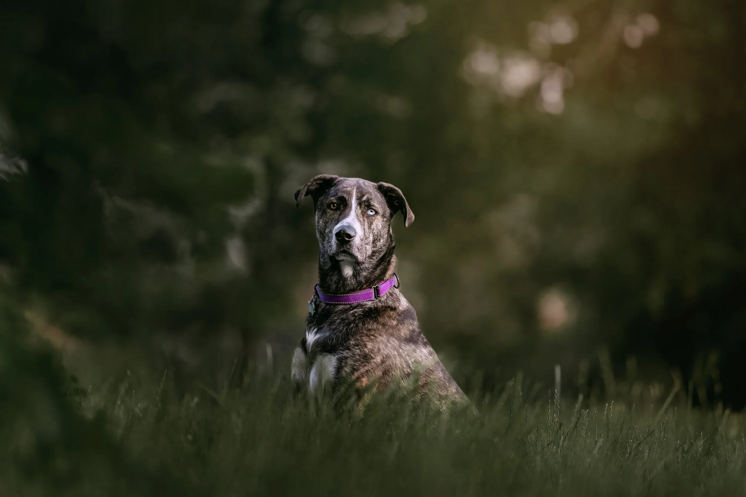 A mixed-breed dog with a brindle coat and one icy blue eye, sitting on grass and looking at the camera, wearing a purple collar, with a blurred green background.