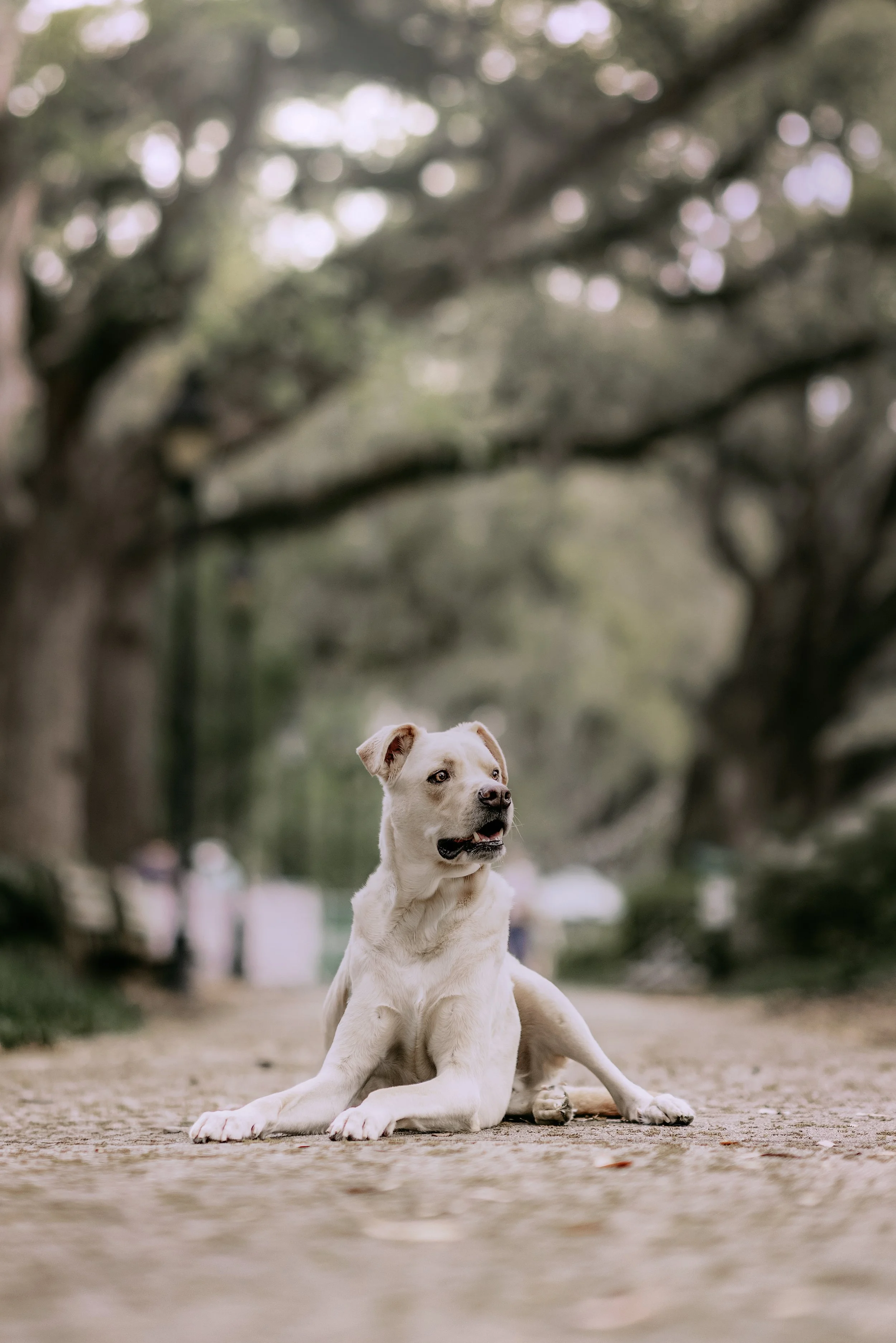 A light-colored dog lying on a pathway in a park with trees and blurred background.