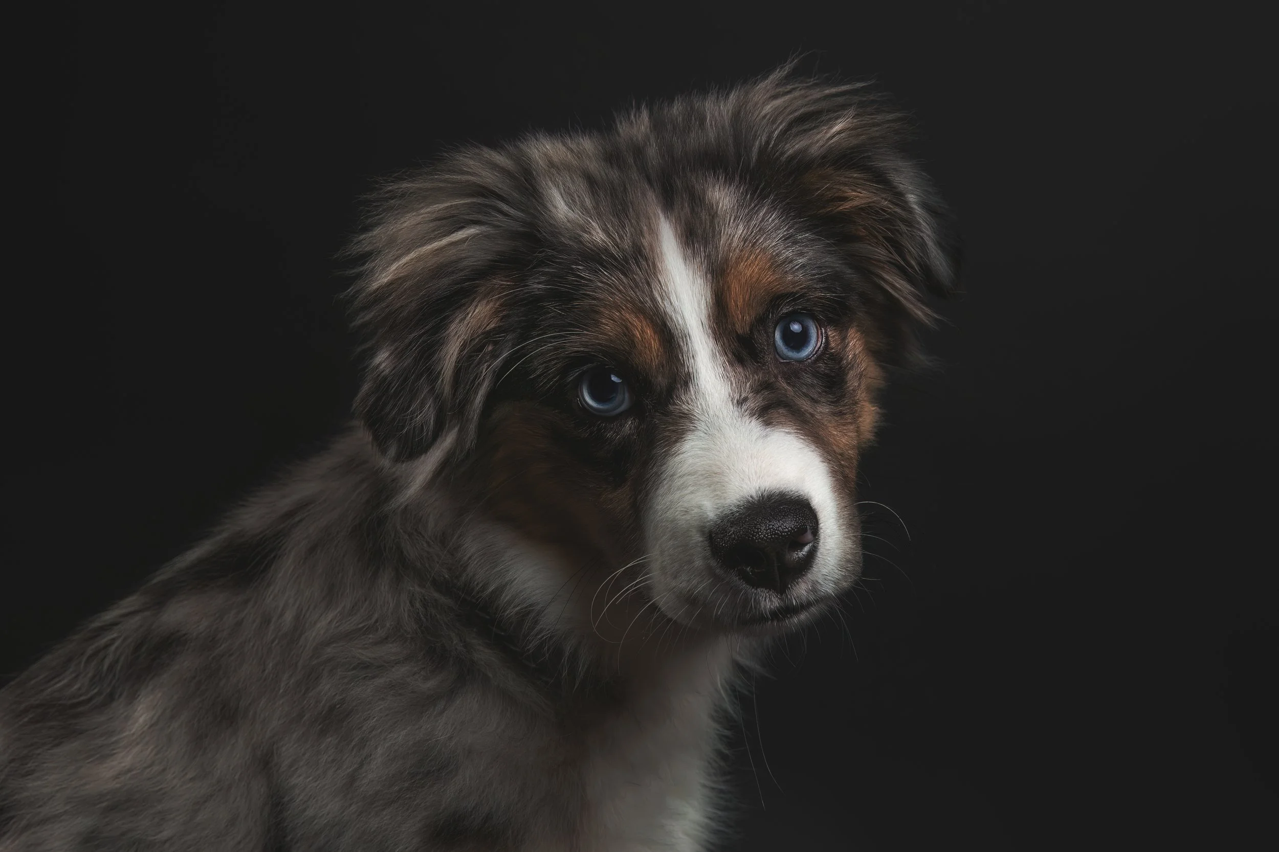 Close-up of a black, white, and brown Australian Shepherd puppy with blue eyes against a black background.