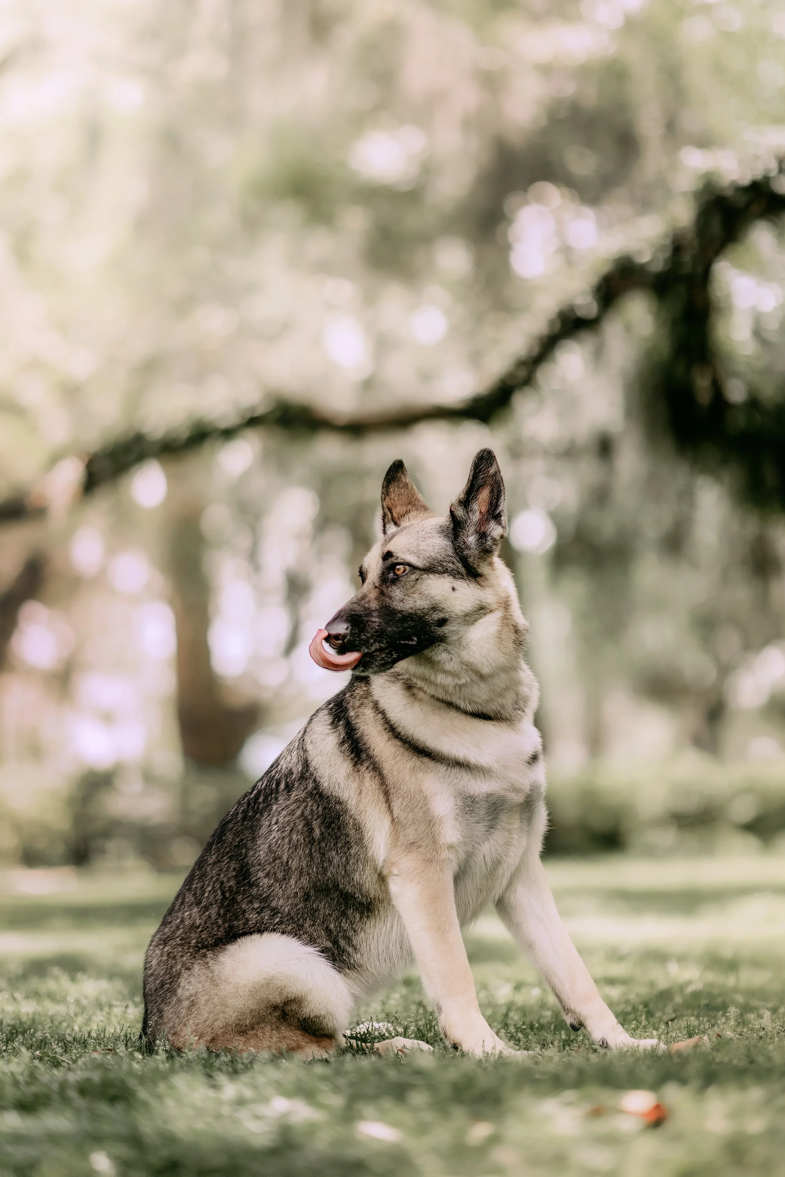 Siberian Husky sitting on grass in a park with trees in the background.