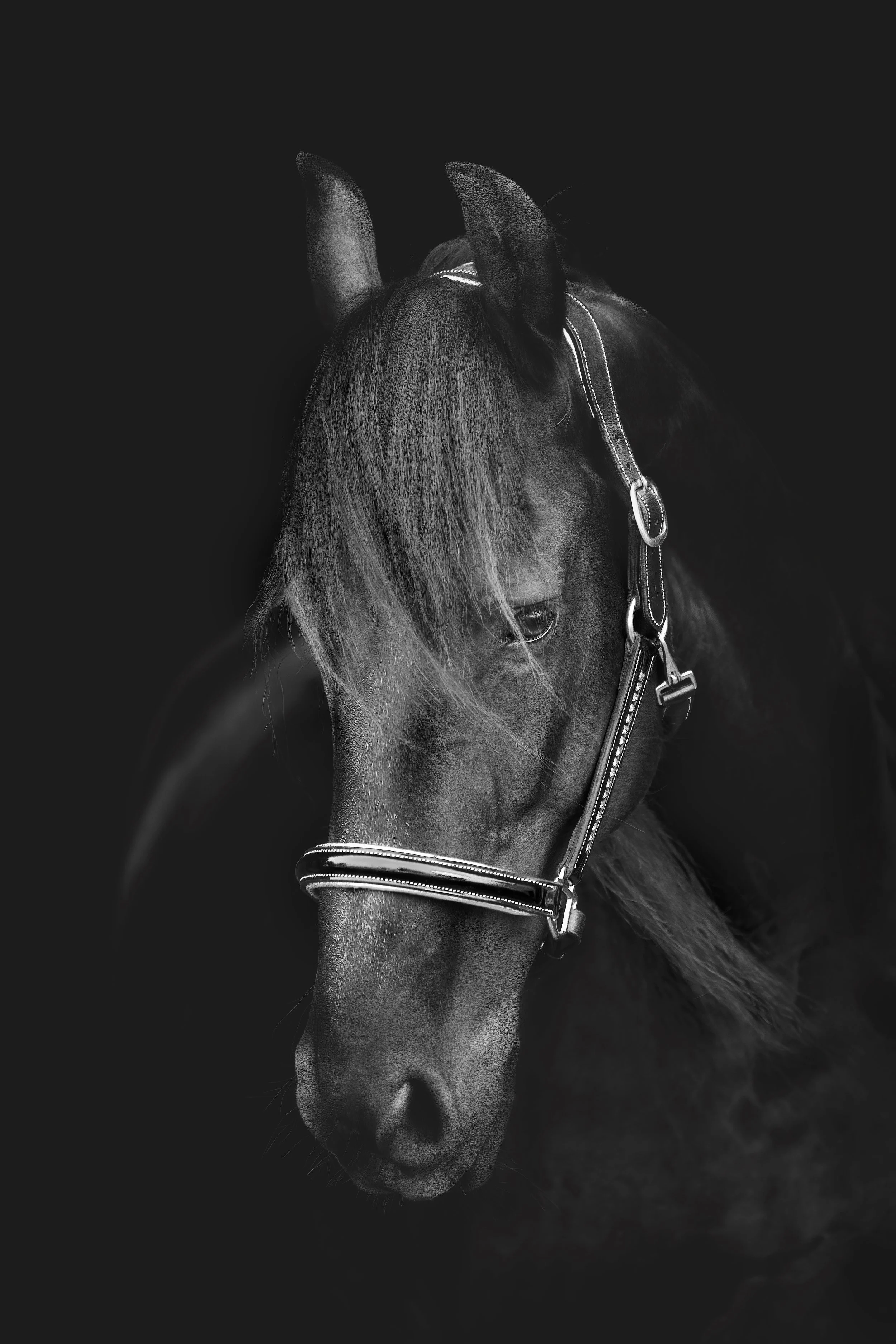 Close-up of a dark horse with long hair and a bridle, against a black background.