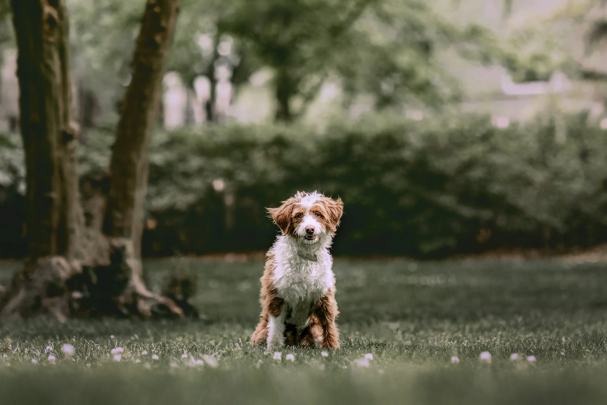 A small, fluffy brown and white dog sitting on grass in a park with trees in the background.