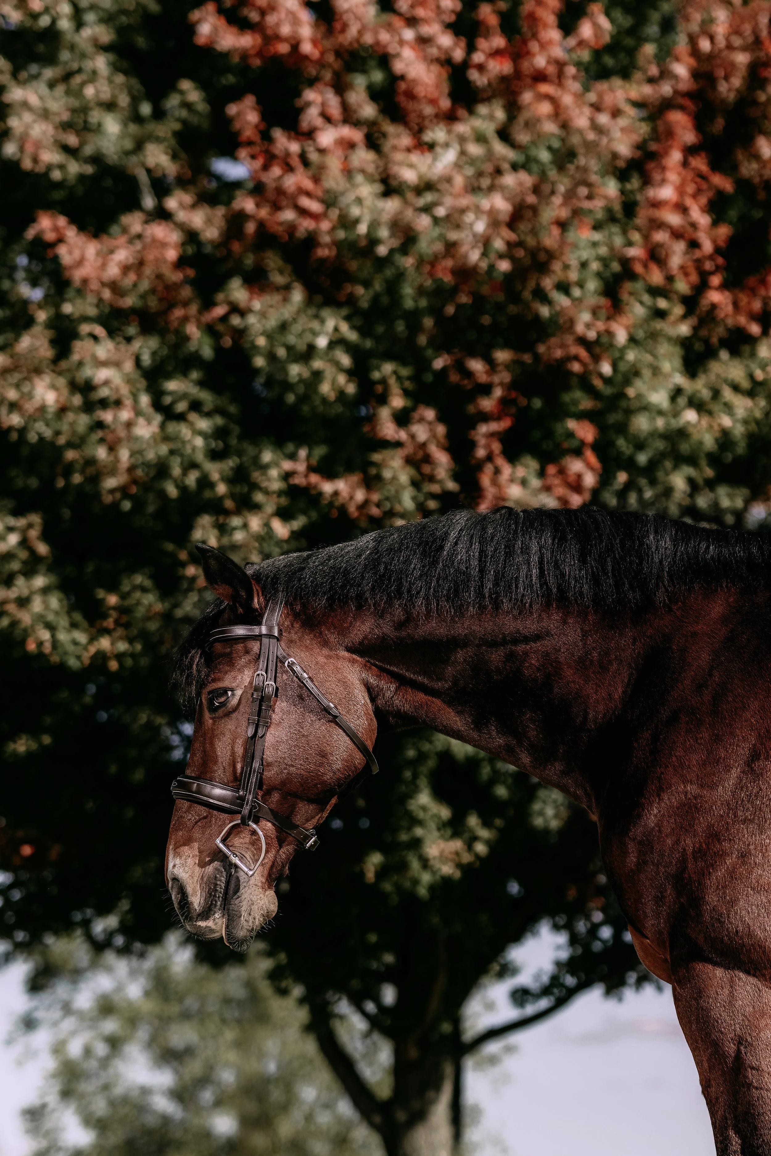 A brown horse with a black mane wearing a bridle stands outdoors near a tree with red and green leaves.