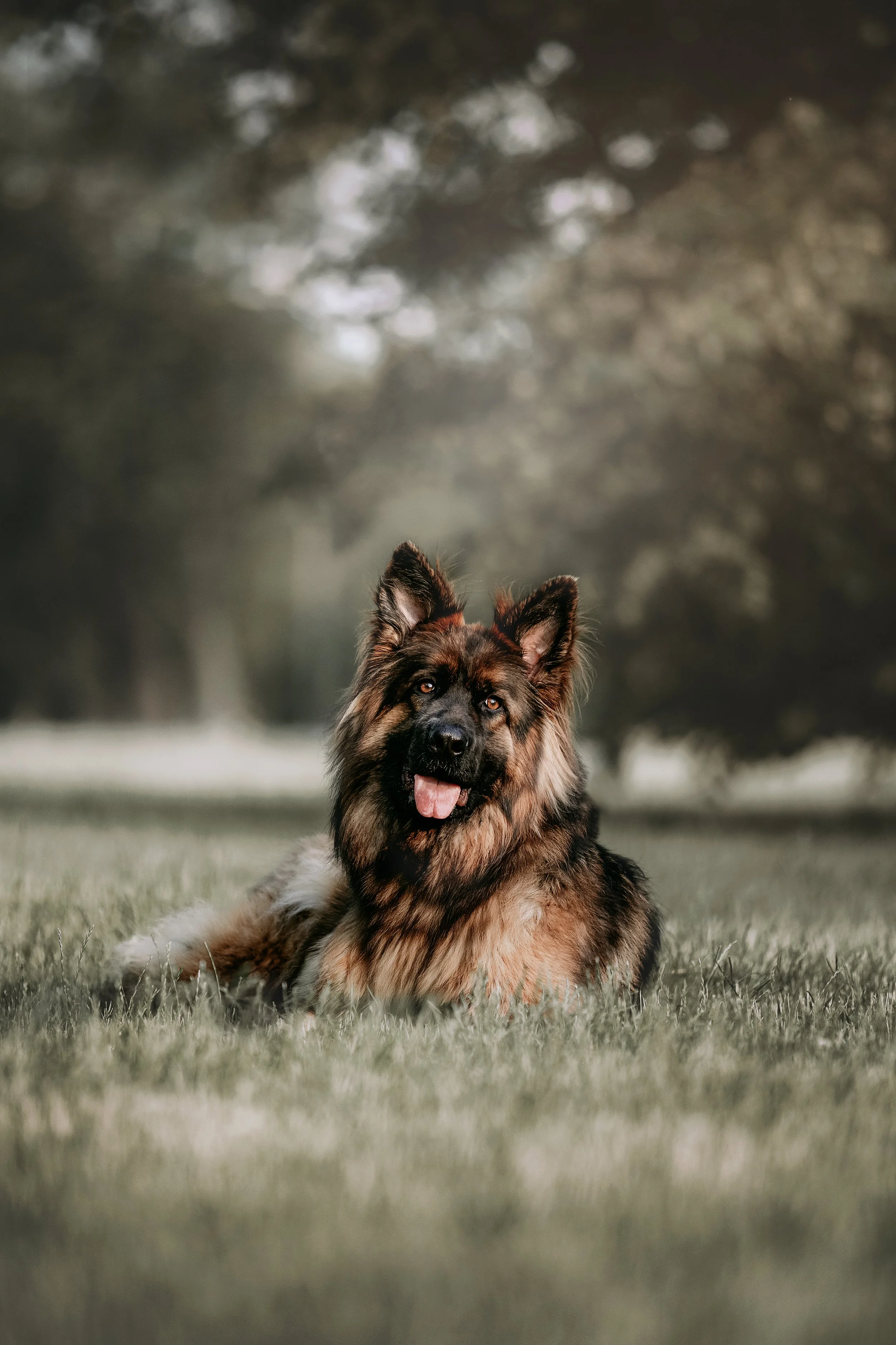 A fluffy German Shepherd dog lying on grass in a park, with trees blurred in the background.