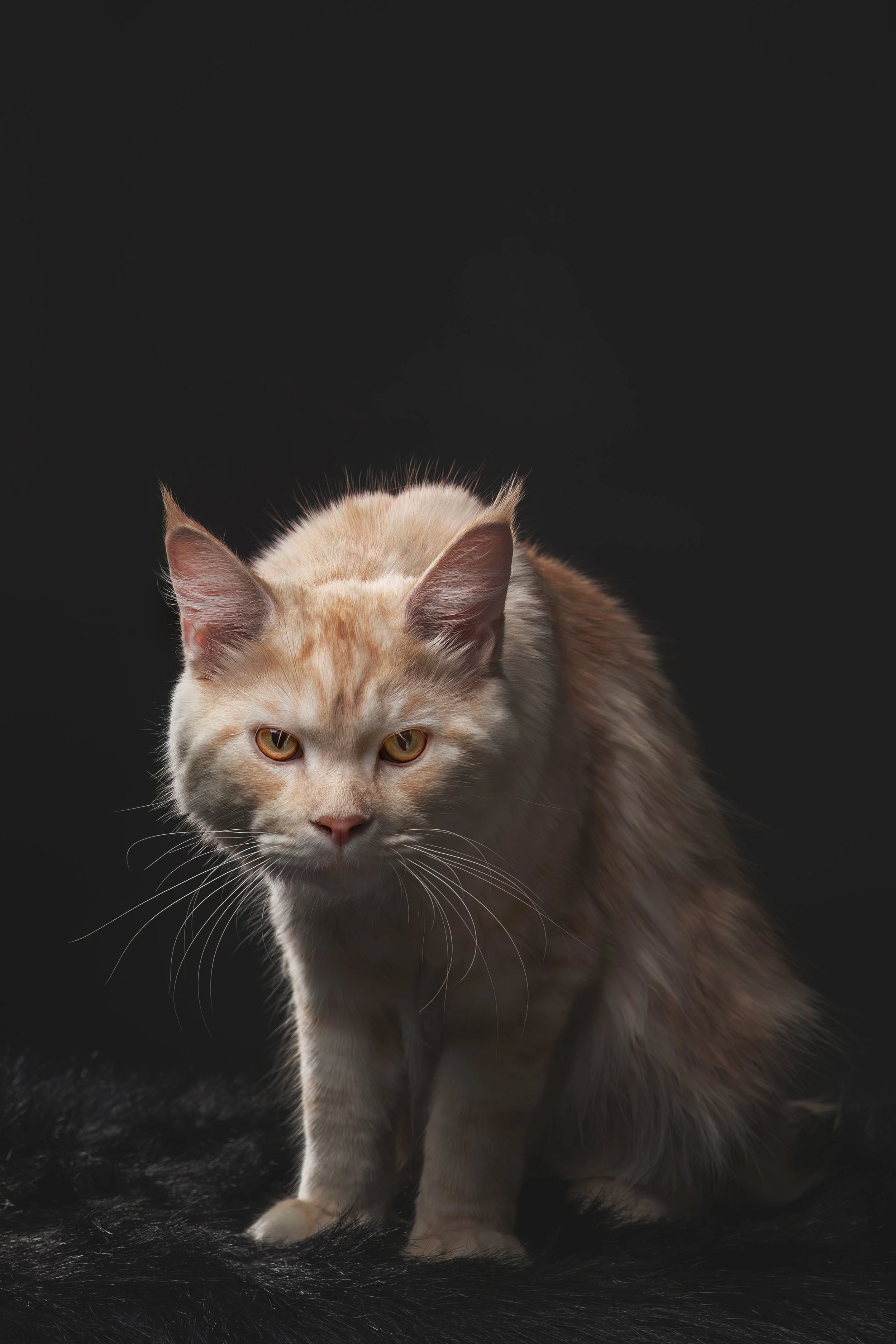 A long-haired cream-colored cat with amber eyes sitting on a black fur surface against a dark background.