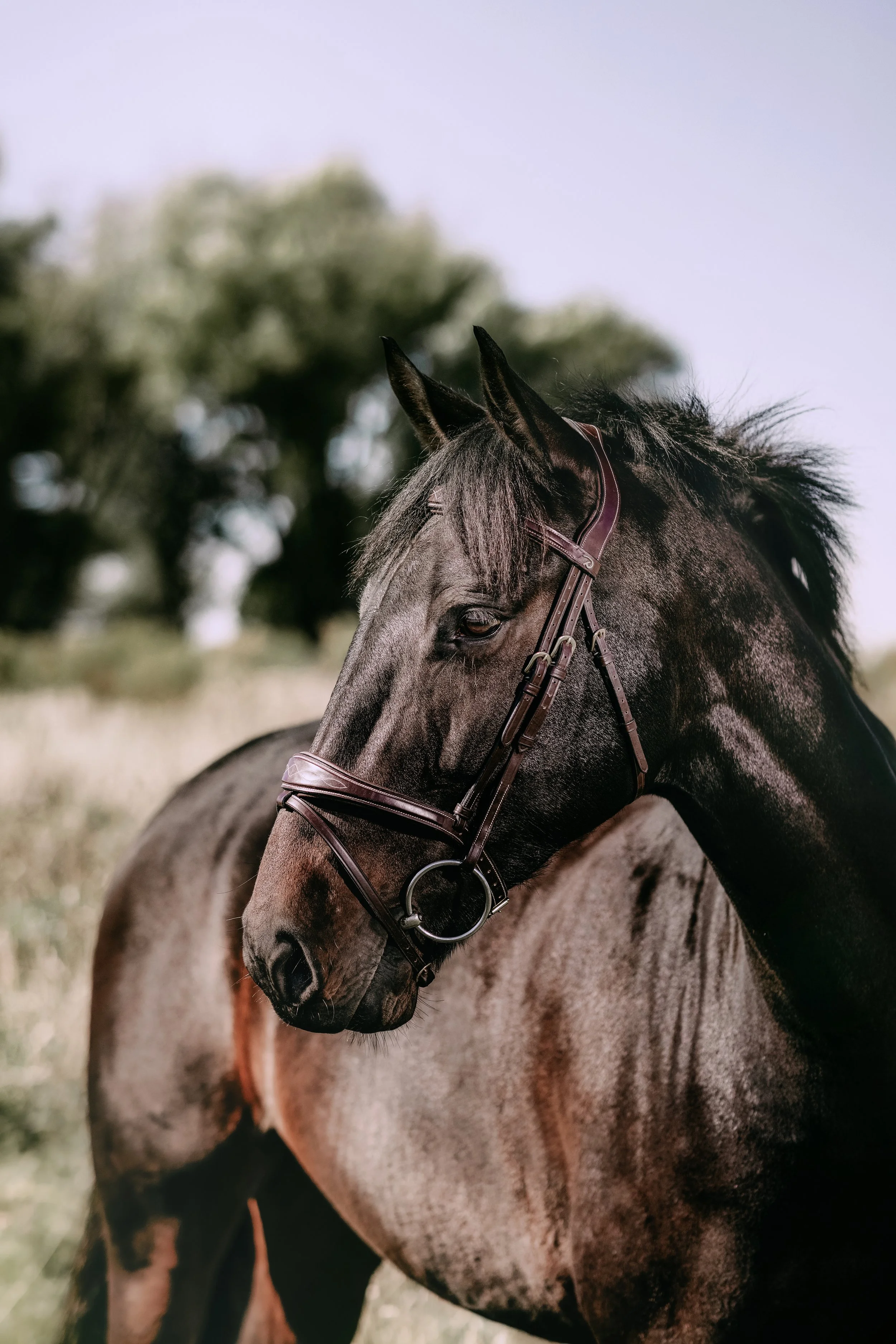 A dark brown horse with a leather bridle standing in a grassy field with blurred trees in the background.