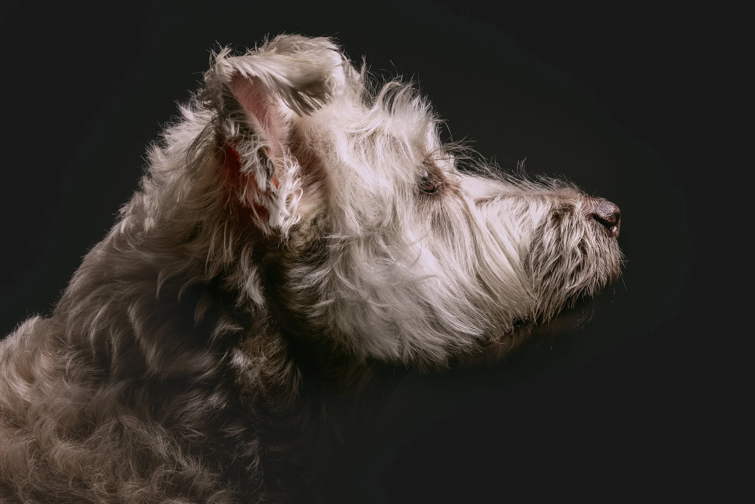 Profile of a light-colored, wire-haired dog against a dark background.