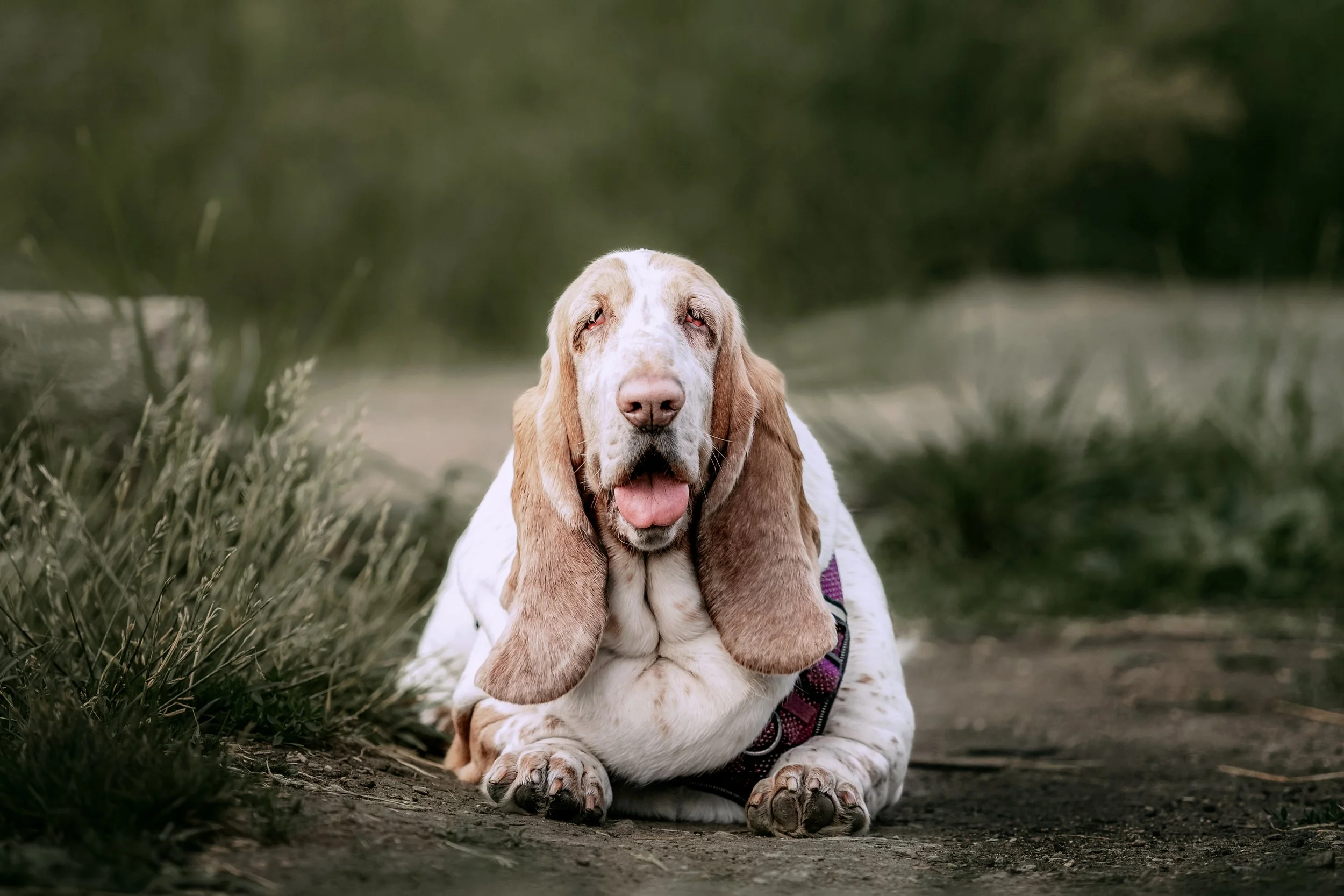A basset hound dog lying on the ground outdoors with a blurred green background, mouth open and tongue slightly out, wearing a harness.