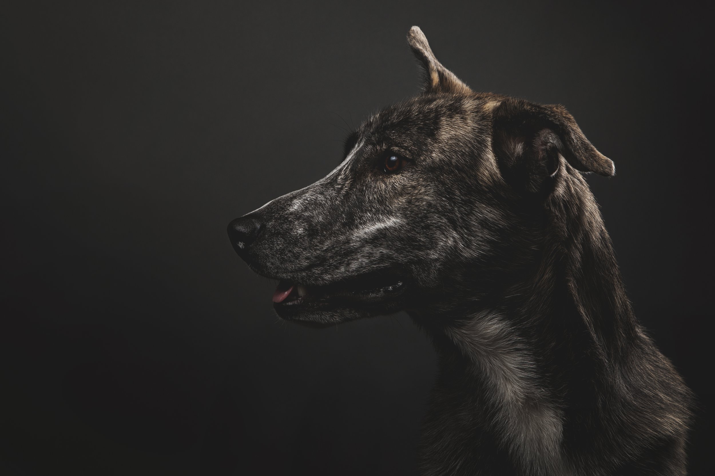 Profile of a brindle-coated dog with an alert expression against a dark background.