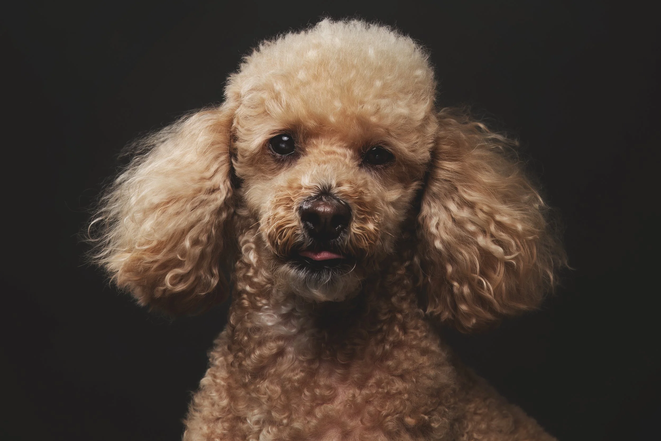 Close-up portrait of a light brown poodle dog with curly fur and long ears, against a black background.