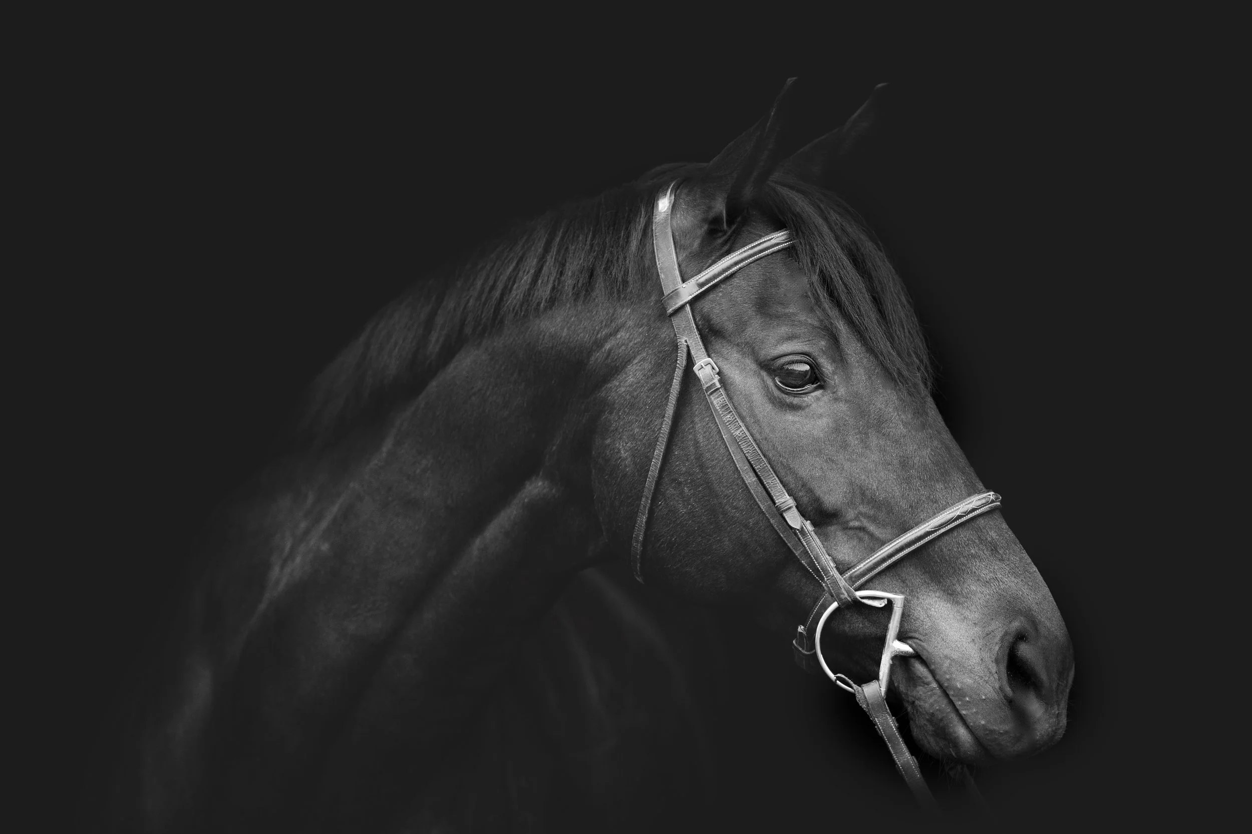 Black and white photo of a horse's head facing right, with a bridle on, against a dark background.