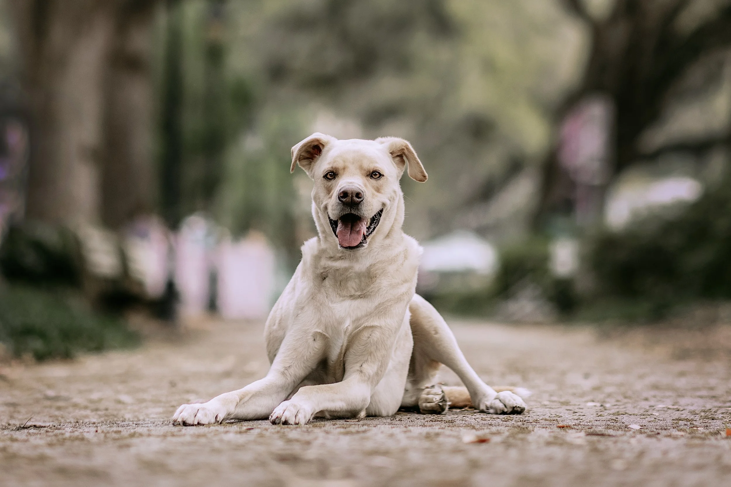 A cheerful, light-colored dog lying on the ground in a park or wooded area, with blurred trees and nature in the background.