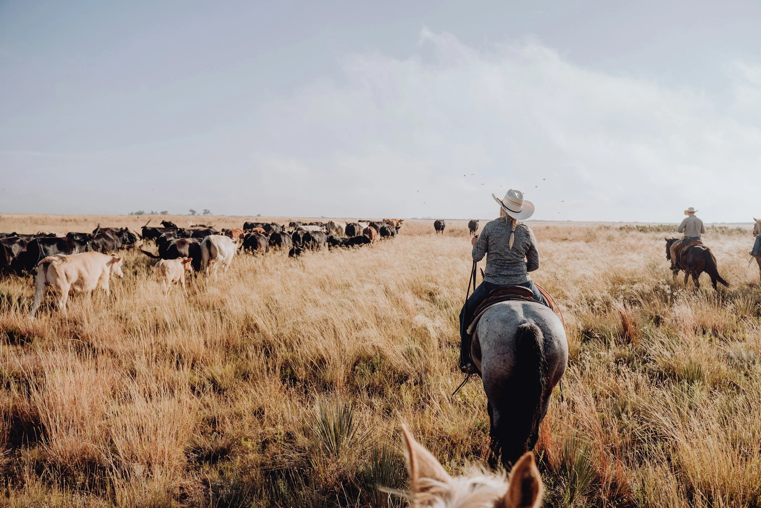Working cattle on horseback, a love of the western lifestyle.