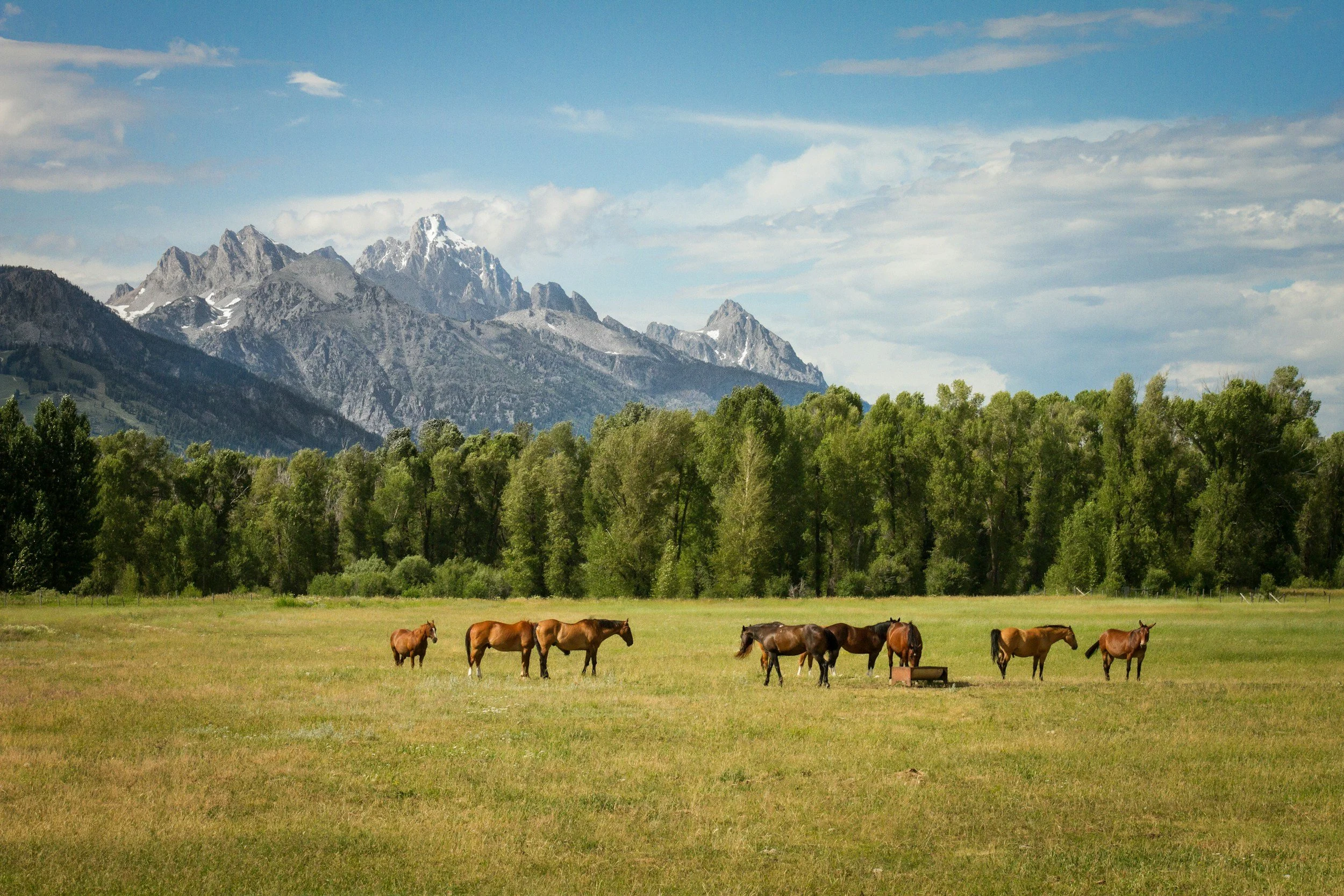 Herd of horses grazing in a field at the base of the mountains.