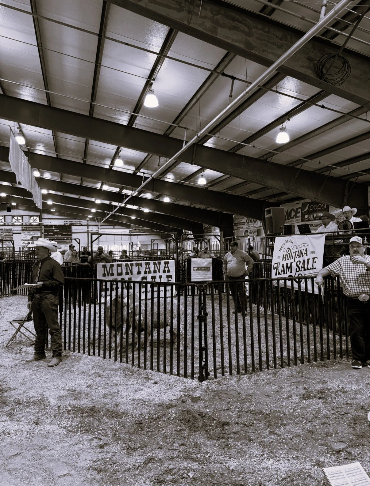 Auctioneering at the Montana Ram Sale