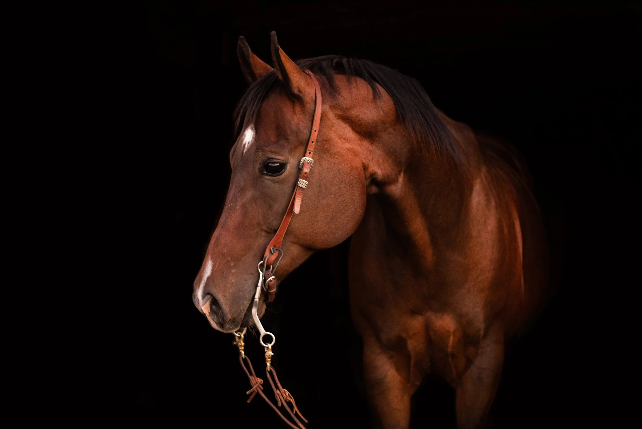Image of a Horse. The Horse Auctioneer, Cole Morrison, based in Great Falls, Montana.