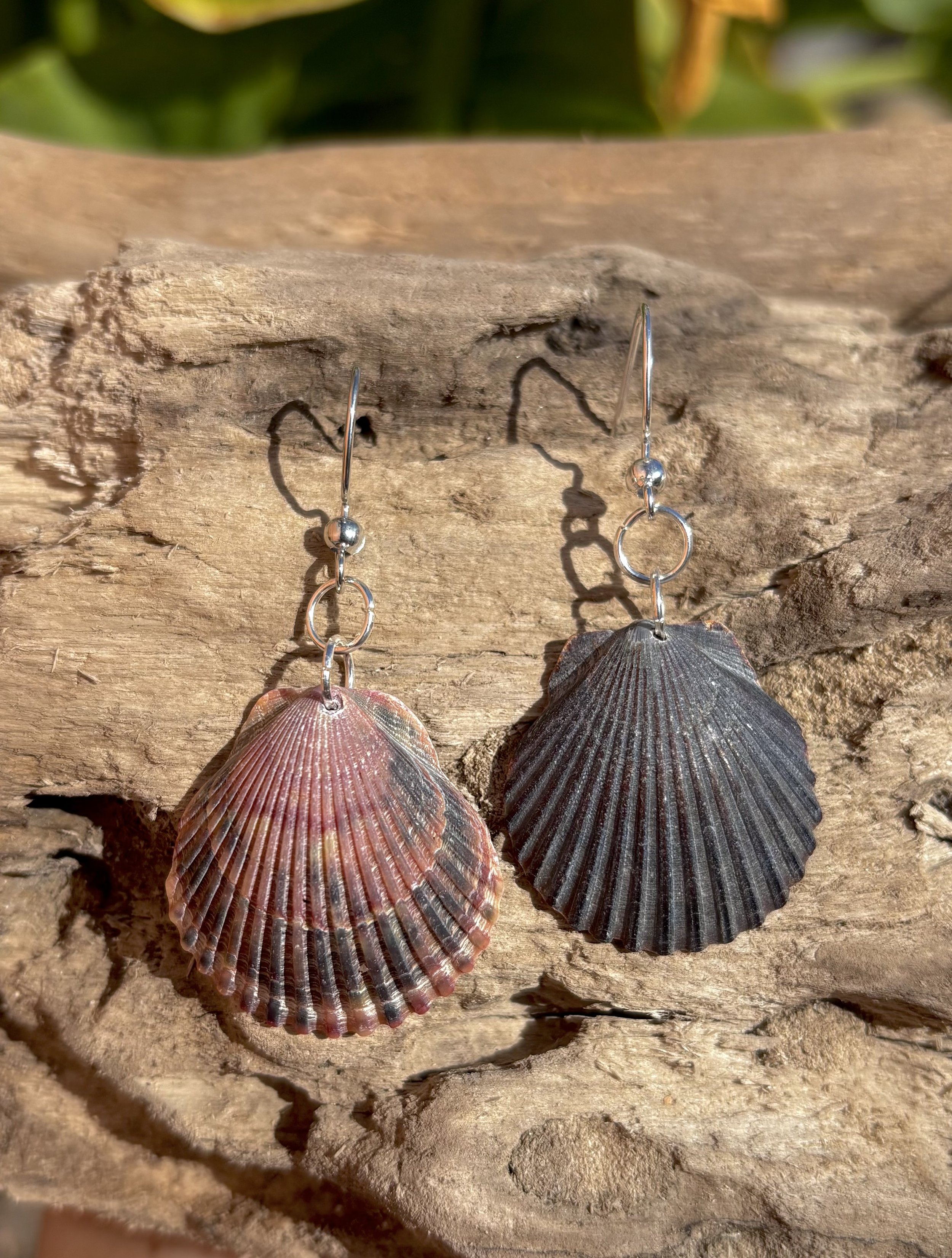 Clam Shell Earrings