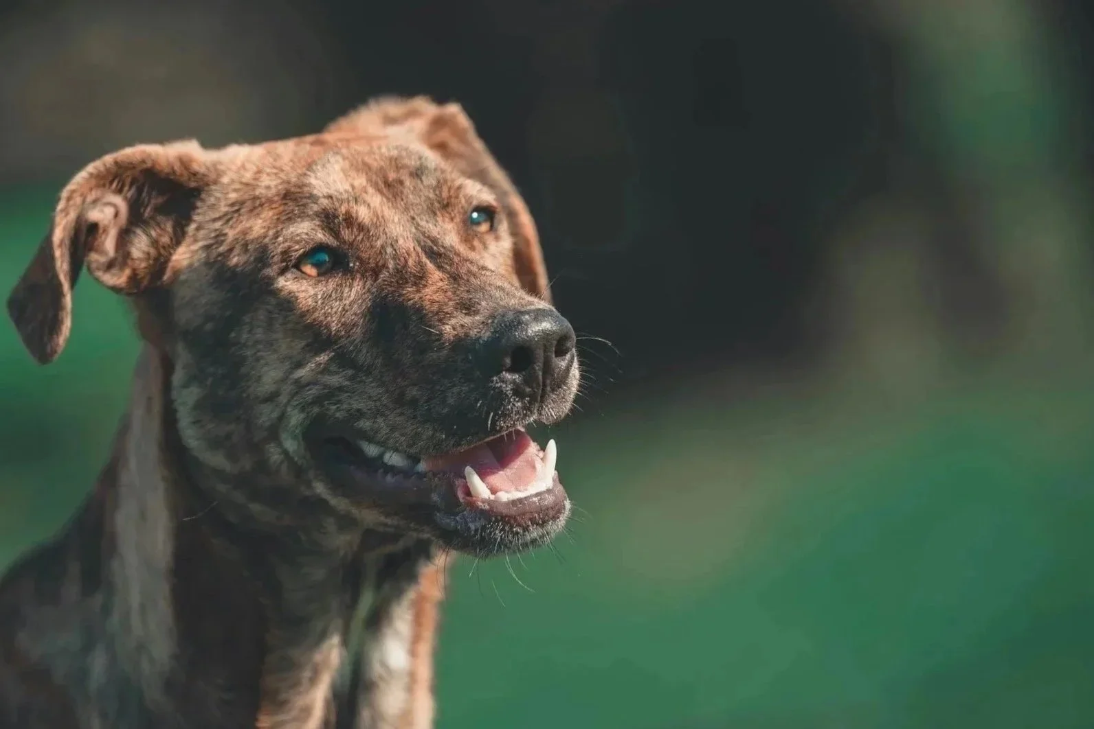 Brindle dog with blue eyes outdoors, mouth open, on a green background.