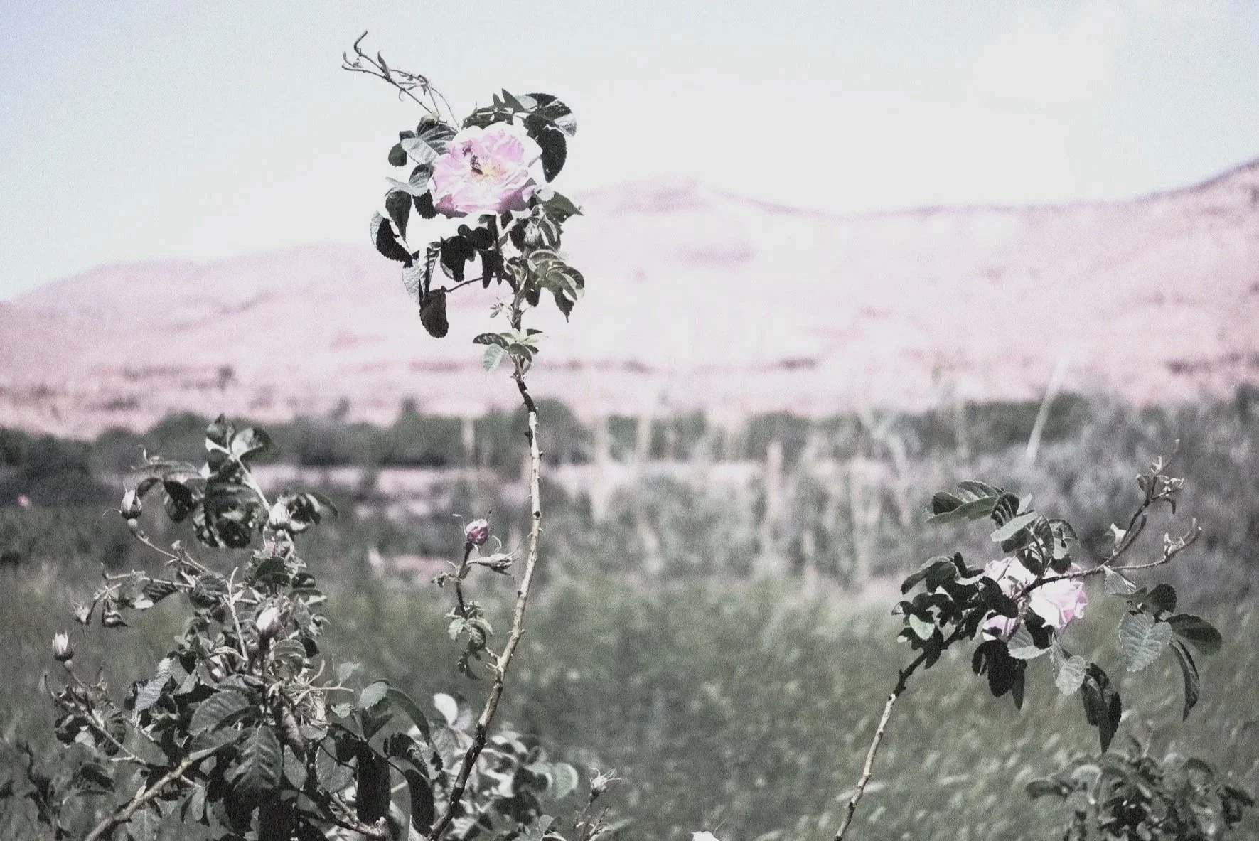 DESERT ROSE, WORLD PREMIERE - BRAŞOV FILARMONICA