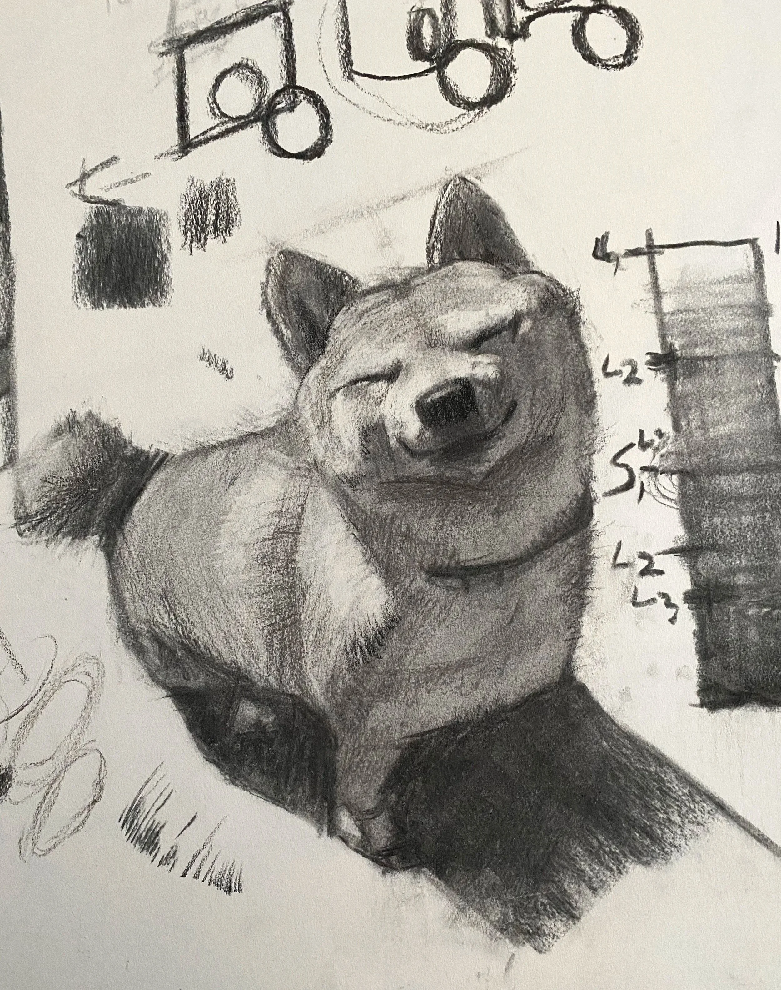 Charcoal drawing of a corgi