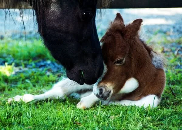 Preparing For Foaling