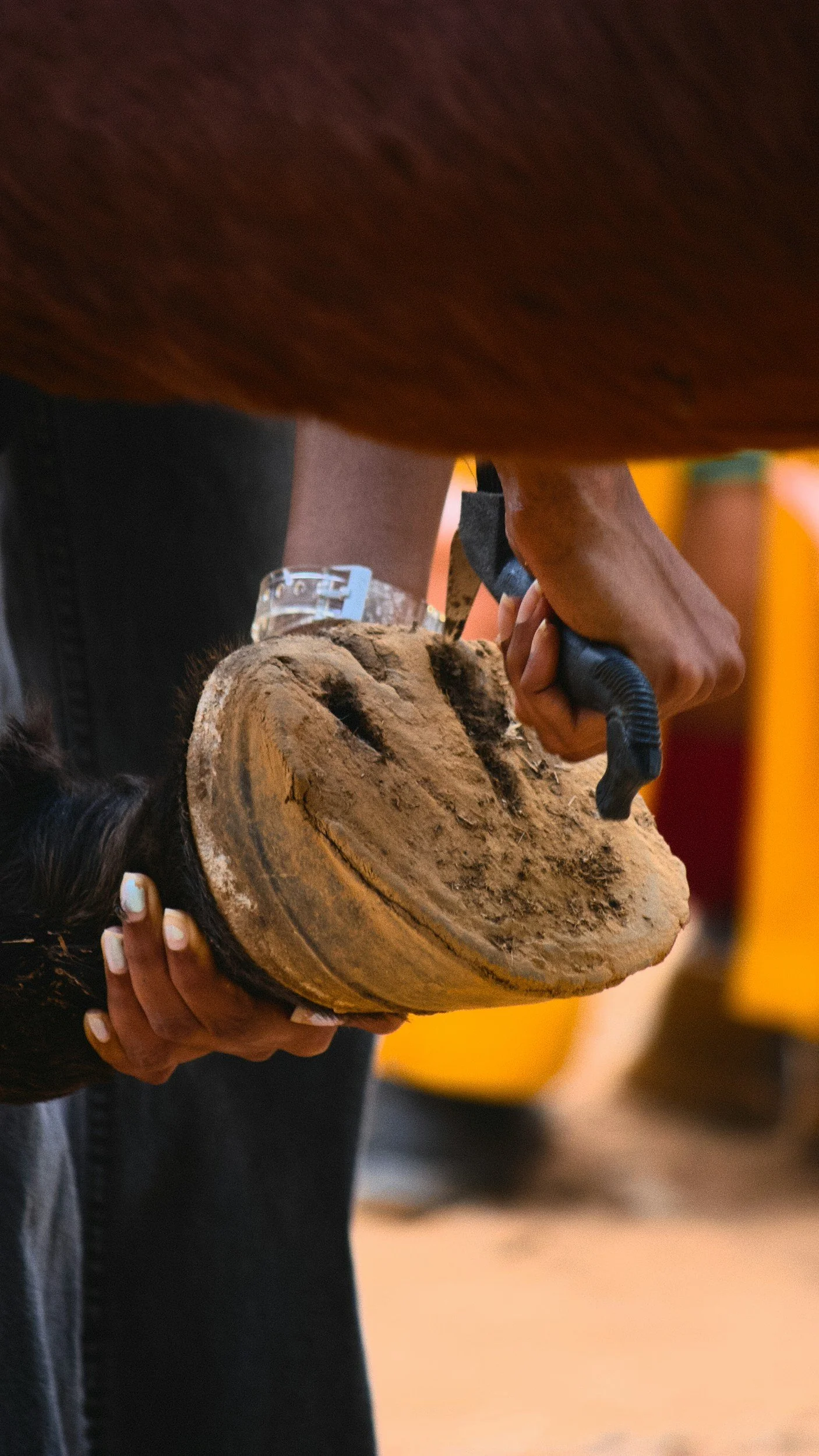 Hoof Abscess Management
