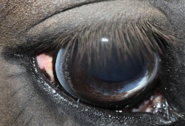 An Eye For Trouble