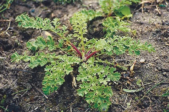 Nonblooming Ragwort
