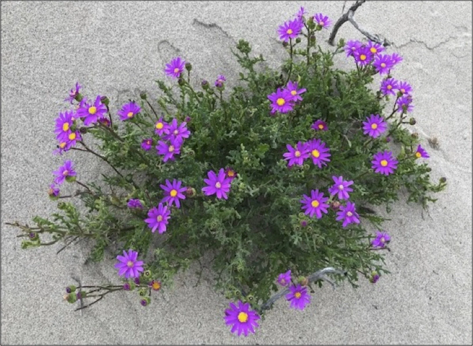 Purple Ragwort