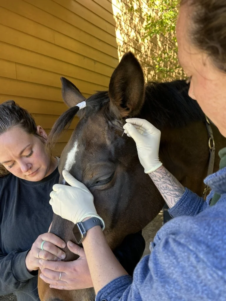 Bubba’s Bite: From Colic to Retrobulbar Abscess Recovery