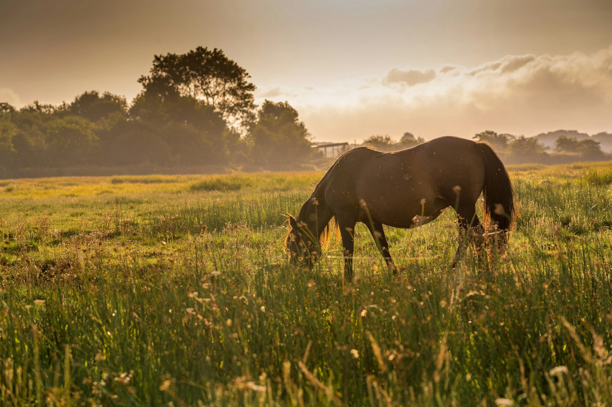 Dealing with Euthanasia